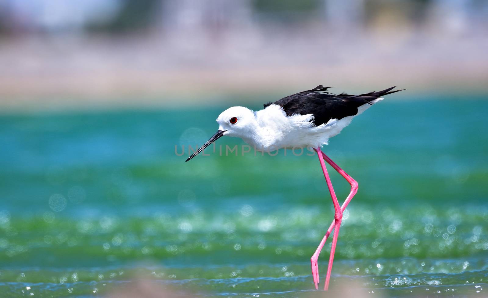 Black-winged Stilt in search of food on lake bed by rkbalaji