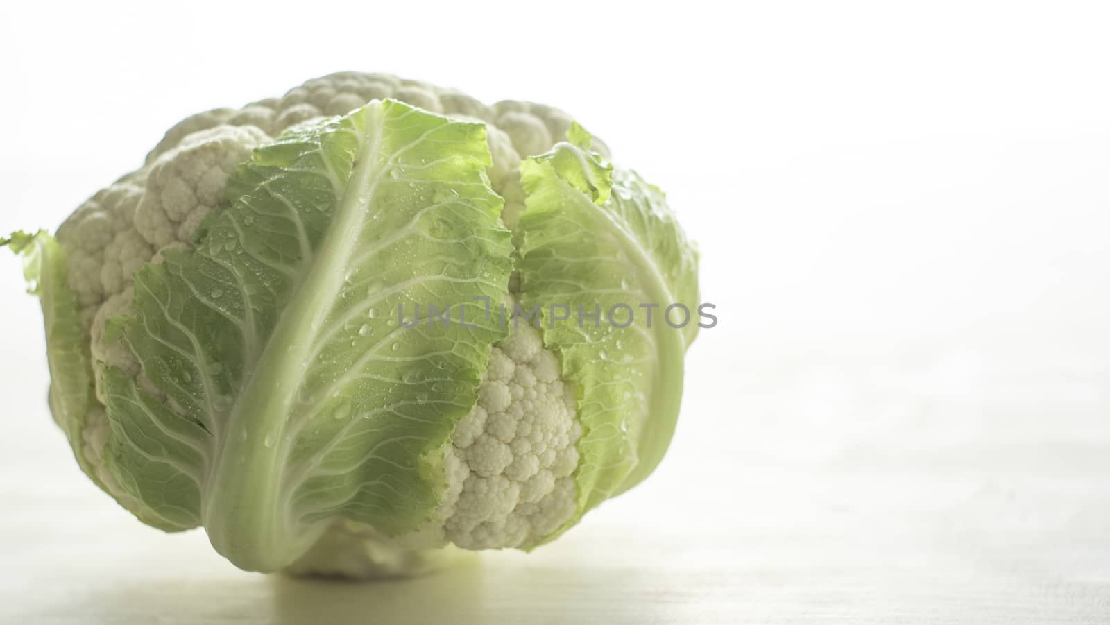 Close-up studio shot of a freshly harvested cauliflower cabbage with green leaves that surround it with hoarfrost water droplets