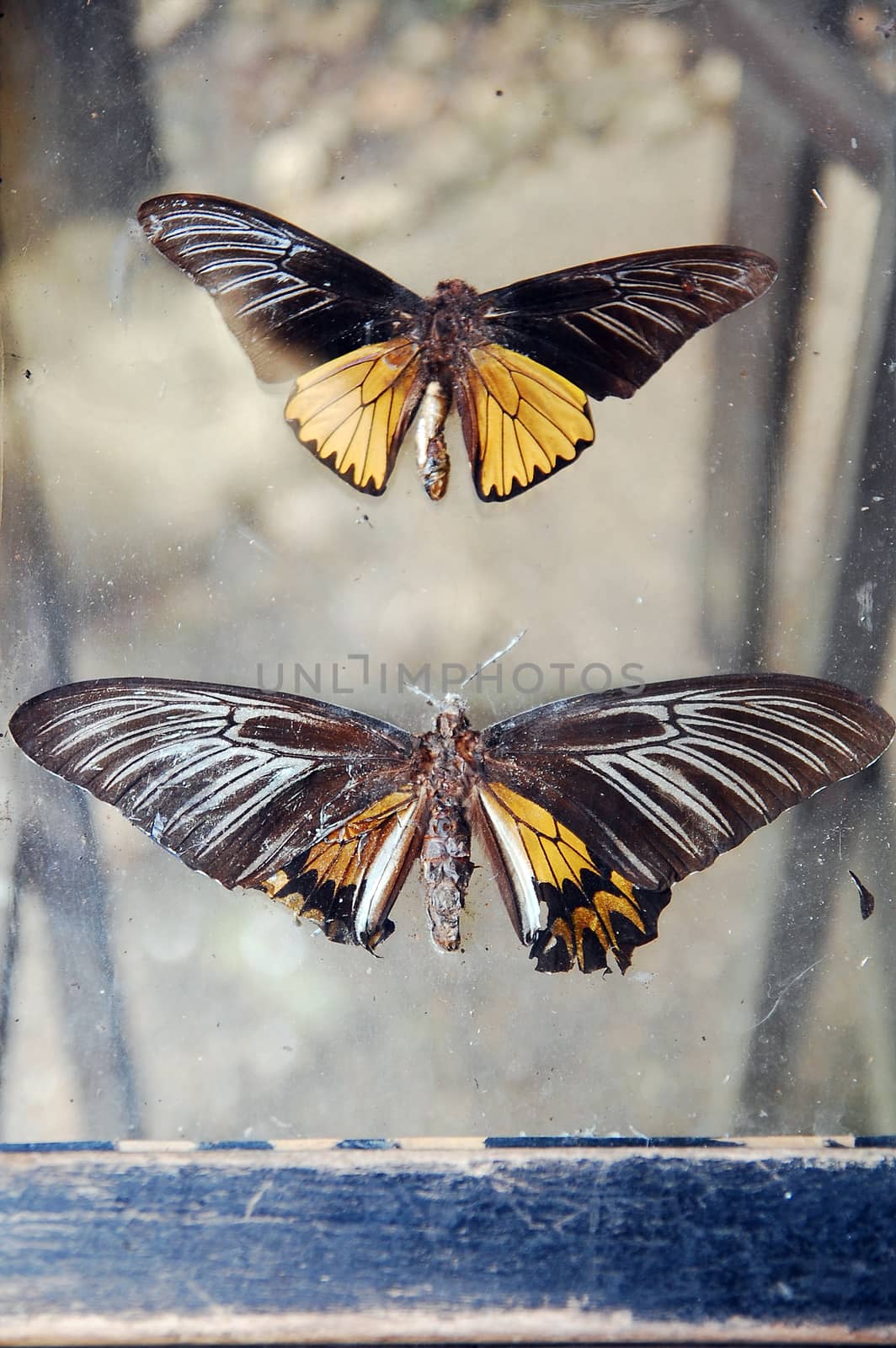 BOHOL, PH - SEPT 1 - Butterfly at Habitat Butterflies Conservation Center on September 1, 2015 in Bohol, Philippines