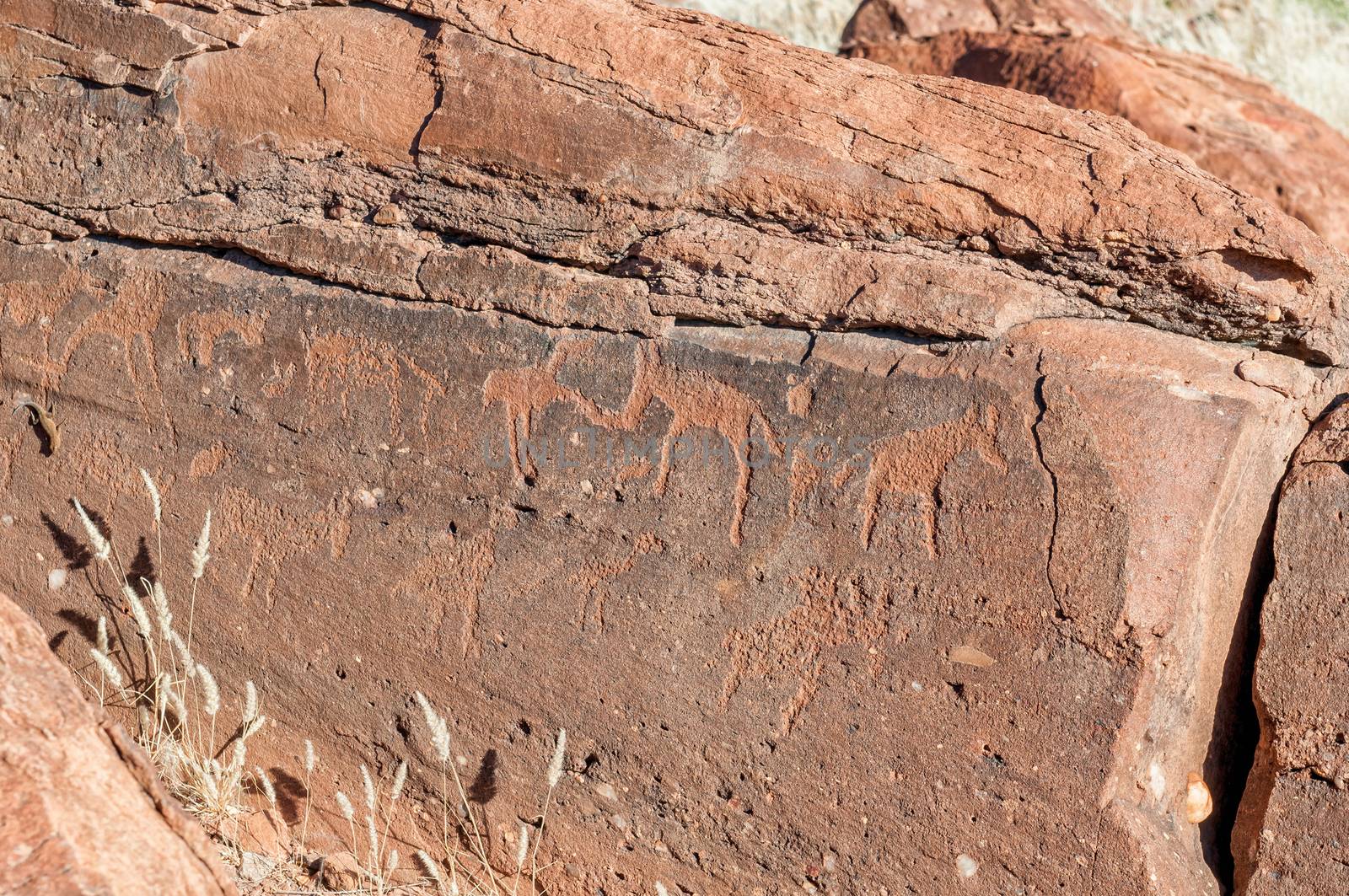 Rock engravings and guide at Twyfelfontein in Damaraland, Namibi by dpreezg