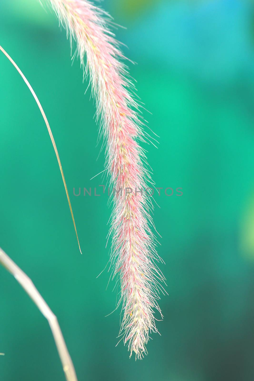 Pink grass pollen in beautiful nature