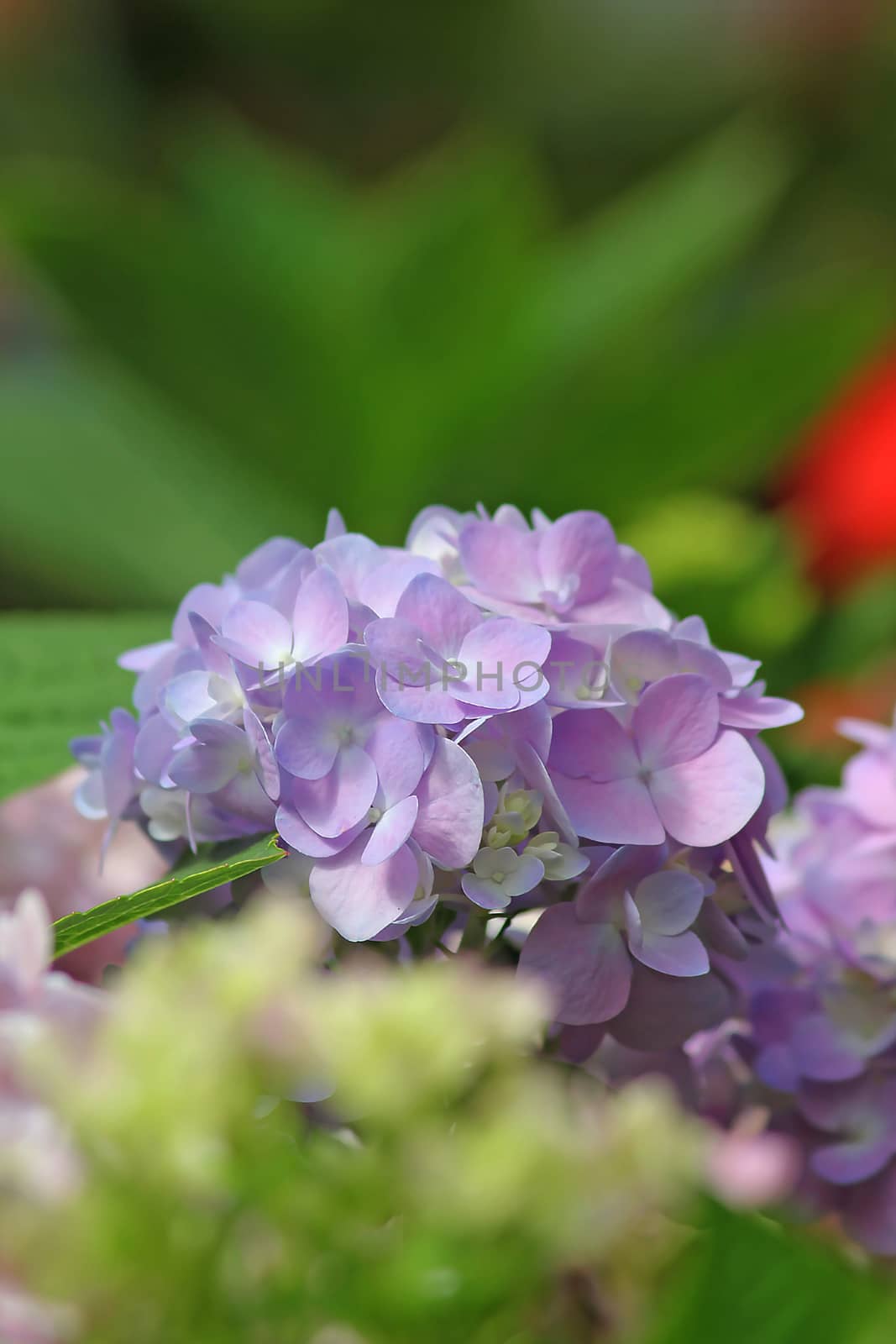 Hydrangea is a large shrub with blue-purple bouquets.