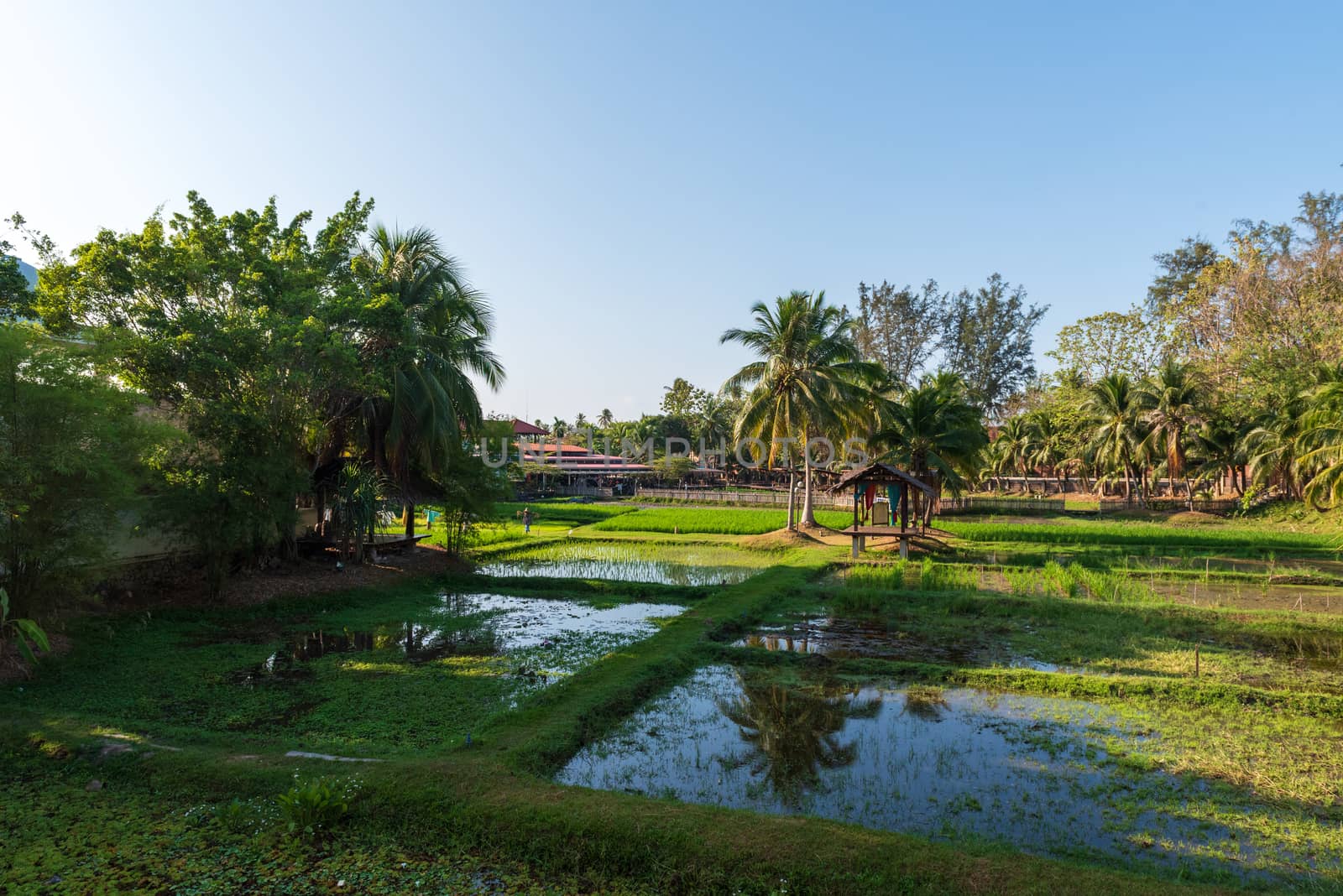 Wide angle photo of a beautiful Malaysian rice paddy in morning light.