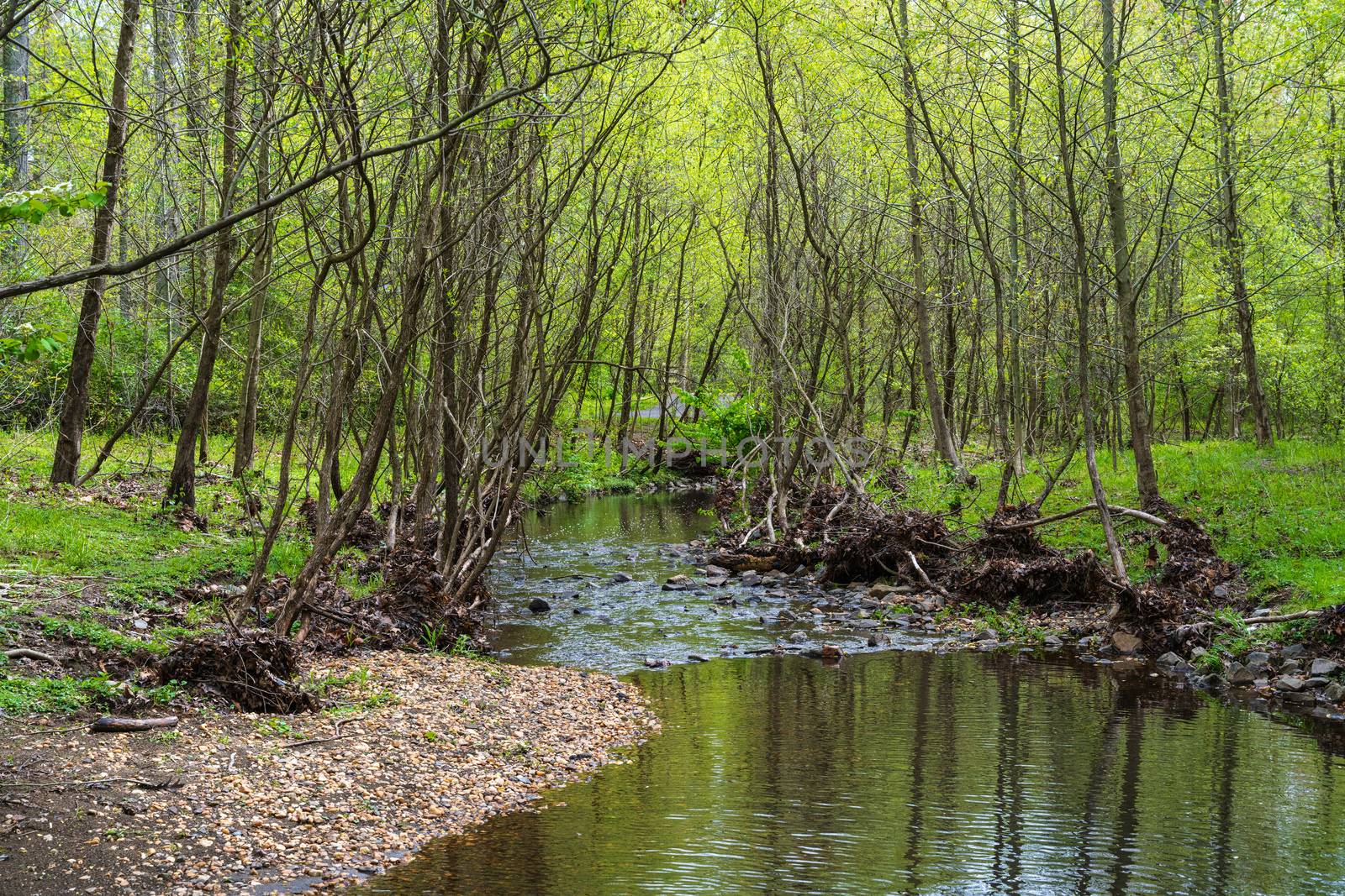 Photo of the Snakeden Branch Stream in Reston, Fairfax County Virginia on a beautiful Spring Day.