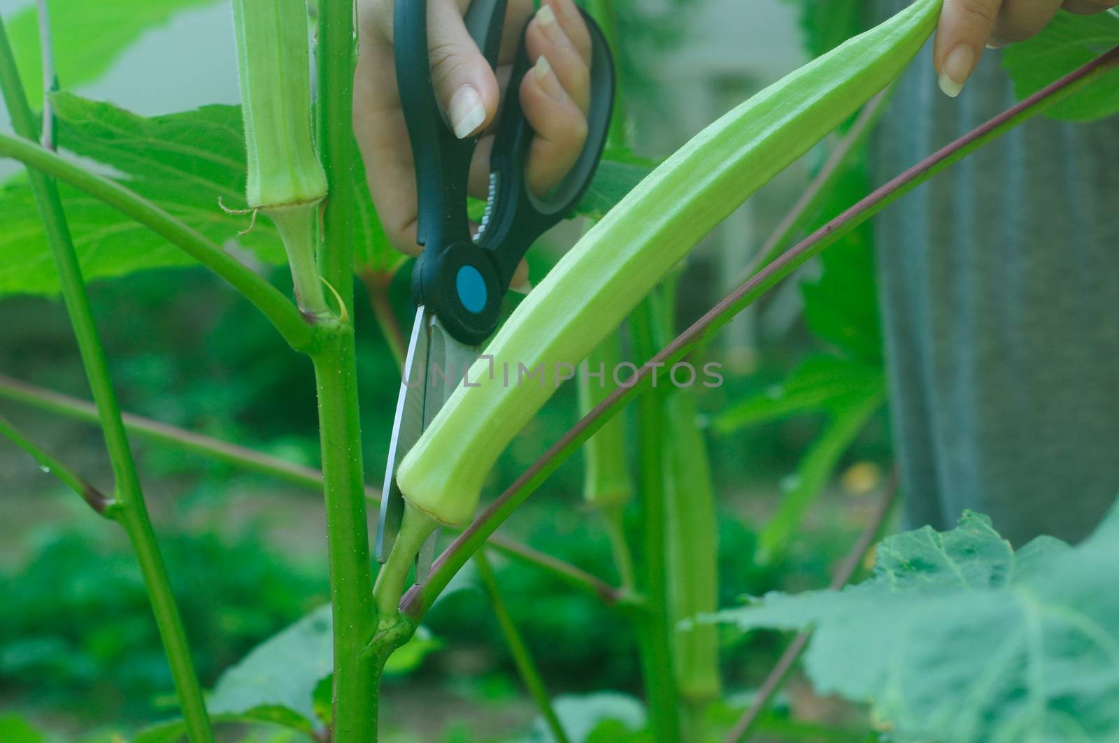 Farmer used a scissor to cut a growing and ripe lady finger in her garden.