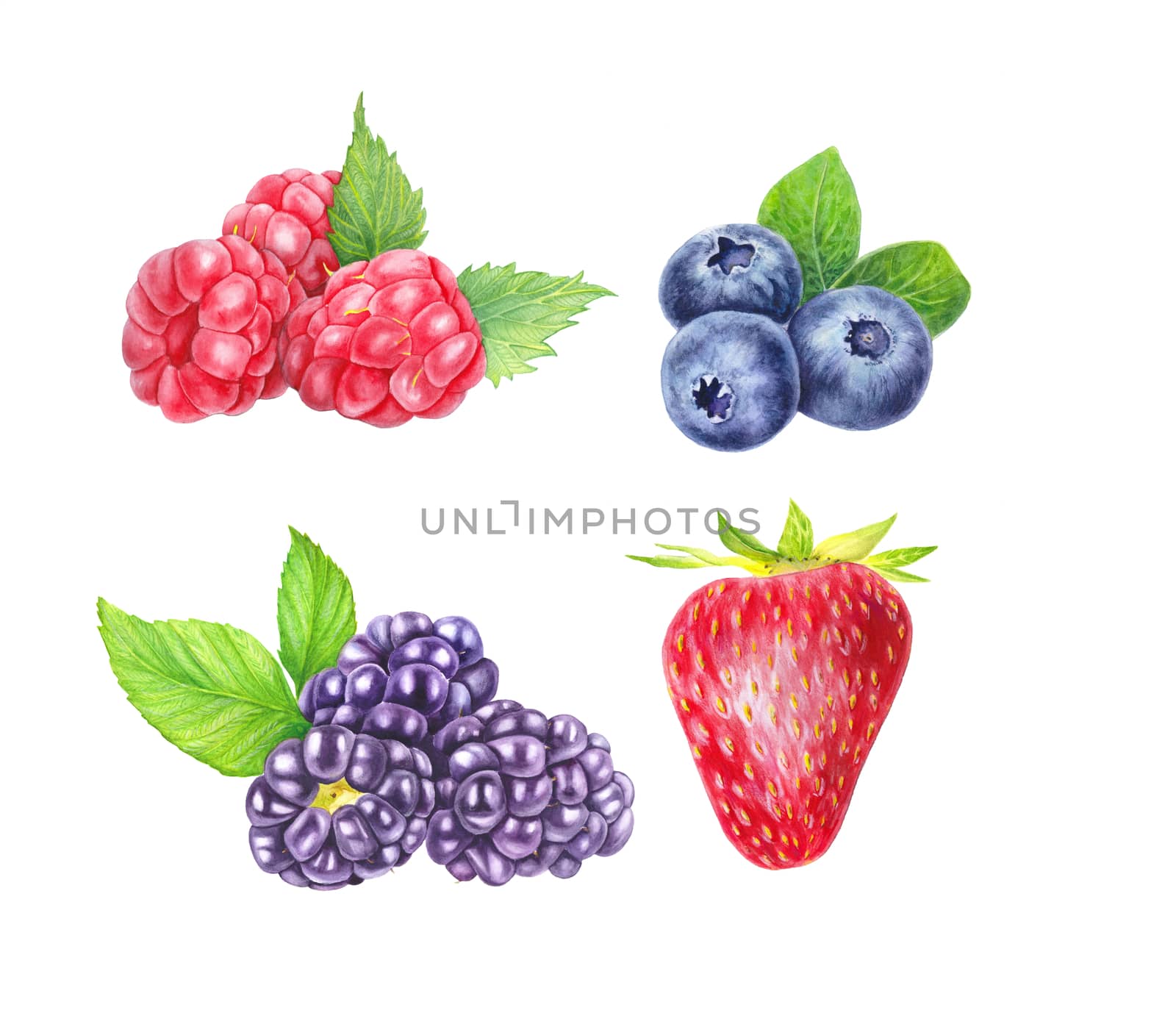 Set of wild berries isolated on white background. Blueberry, blackberry, raspberry and strawberry. Close up view. Hand drawn illustration Watercolor illustration. Realistic botanical art. by sshisshka