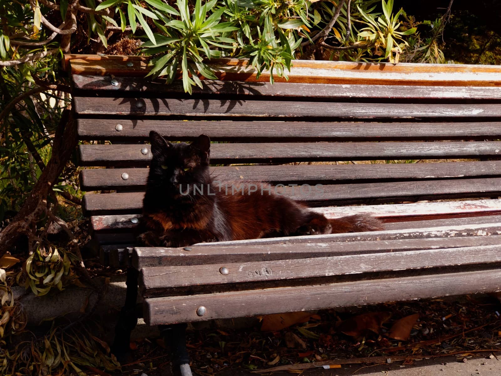 CAT SITTING ON A BENCH