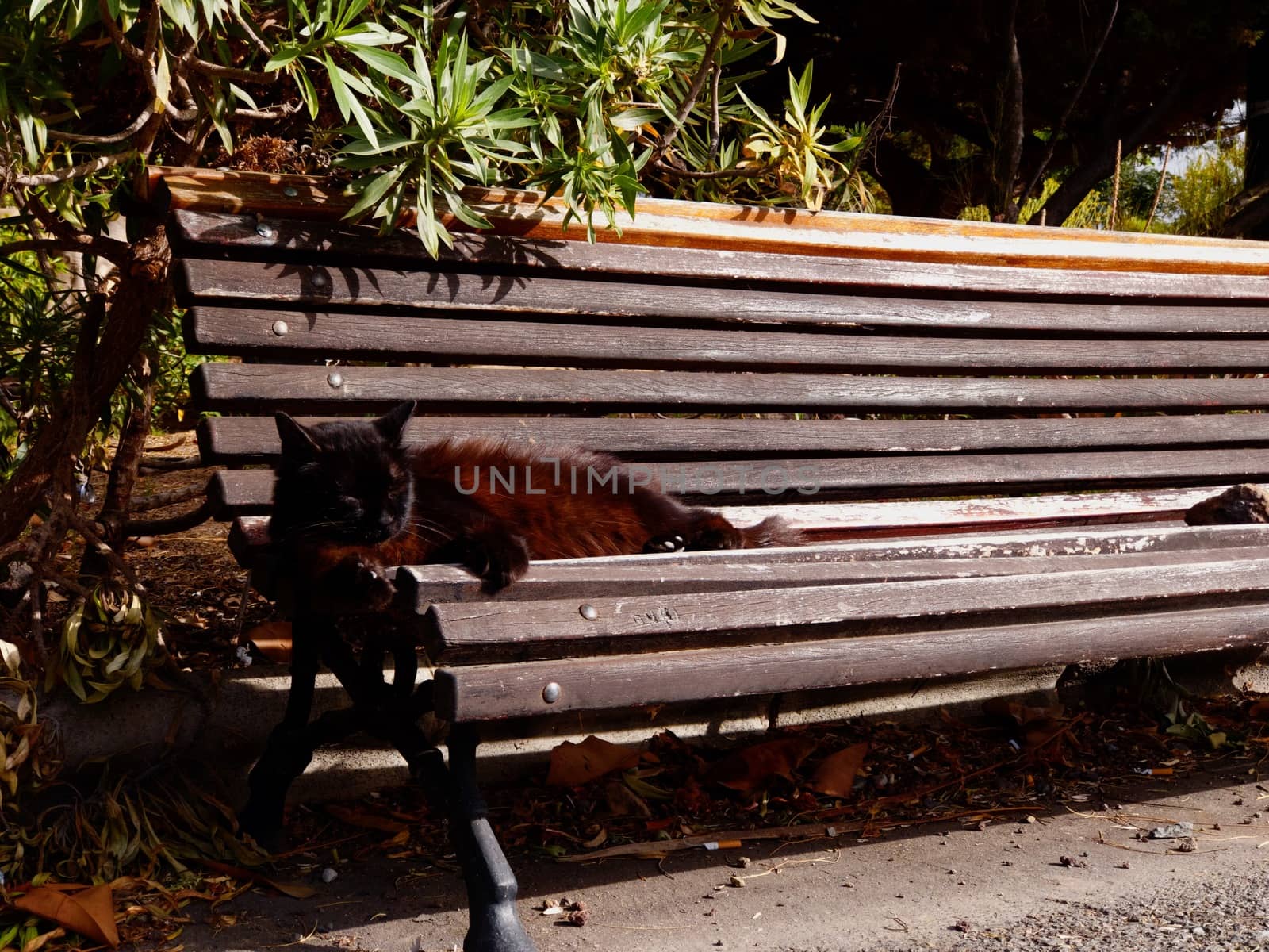 CAT SLEEPING ON A BENCH