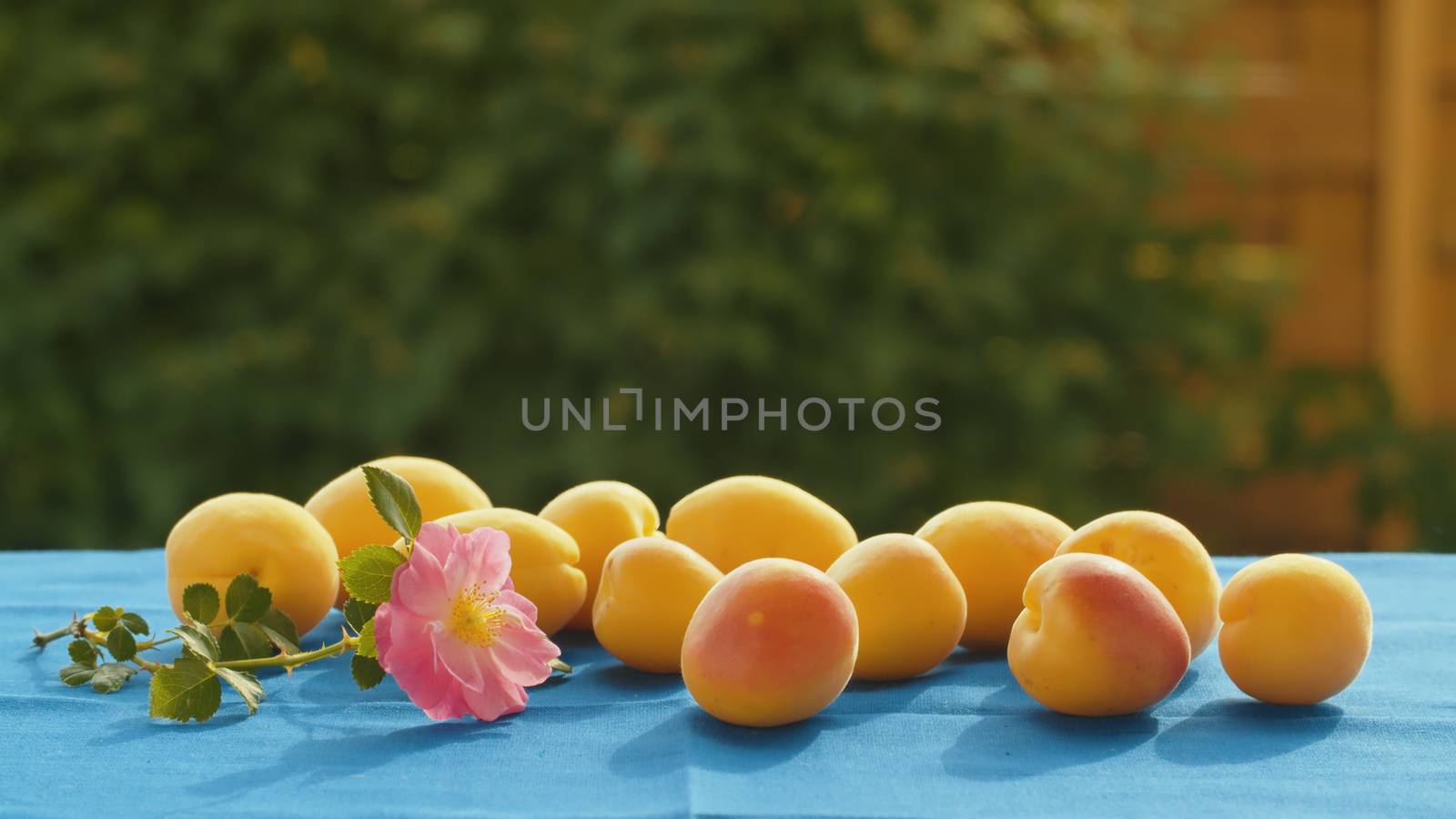 Apricots and dog rose on a table by Alize