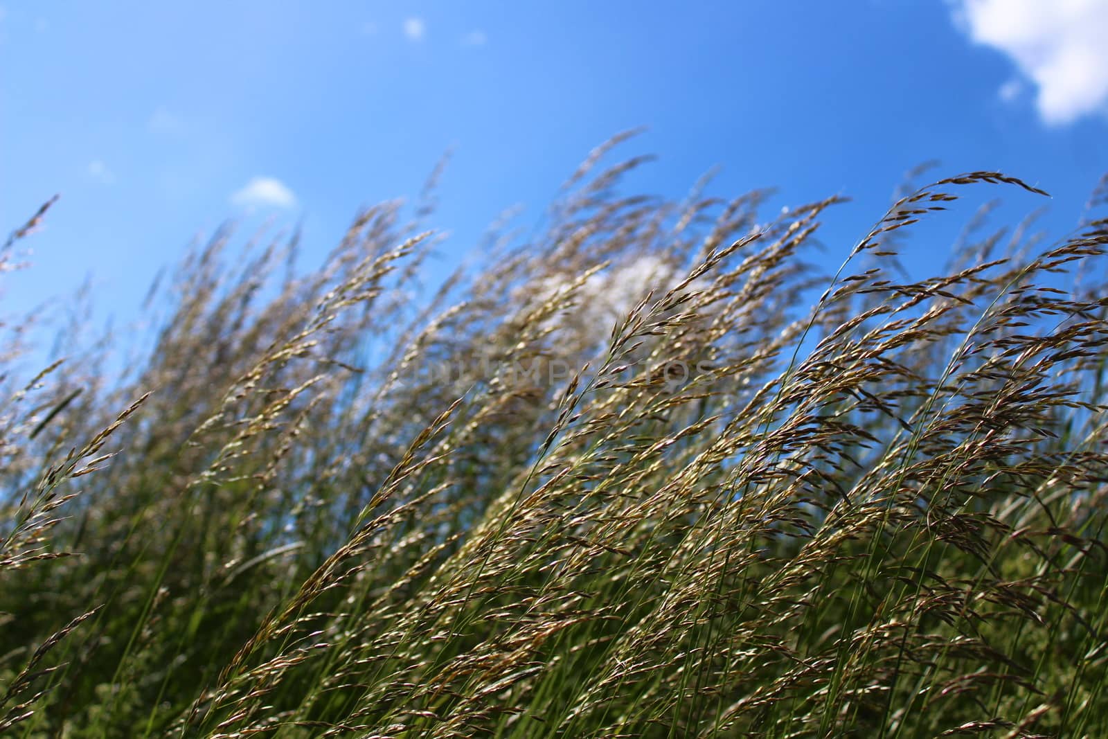 The picture shows grass in a meadow in the summer