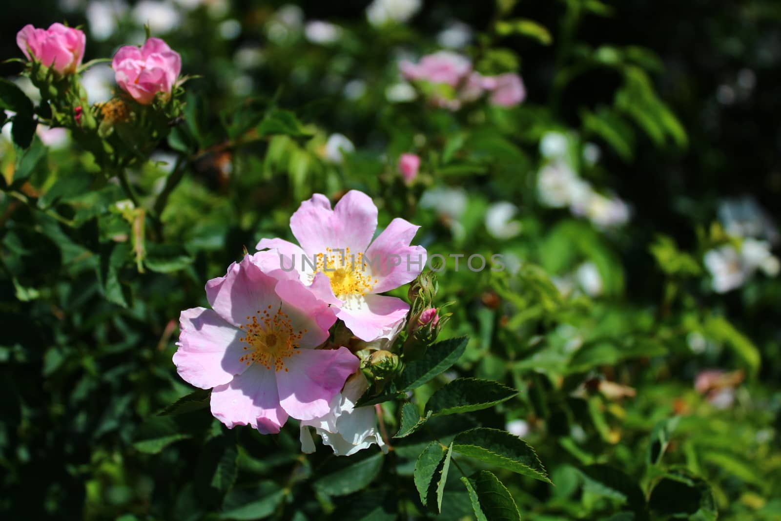 dog rose in the nature by martina_unbehauen