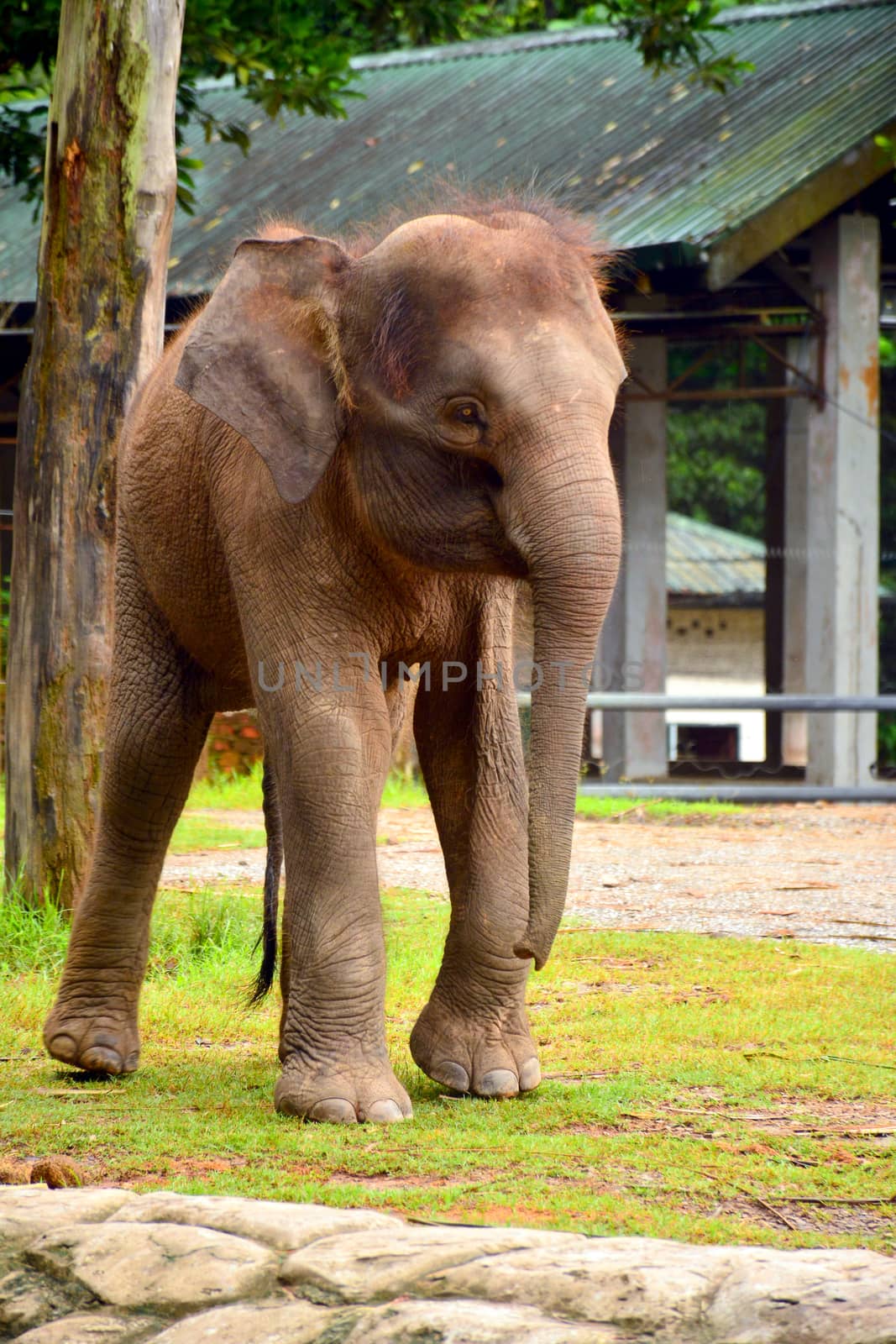 Borneo elephant, also called the Borneo pygmy elephant at Lok Kawi wildlife park