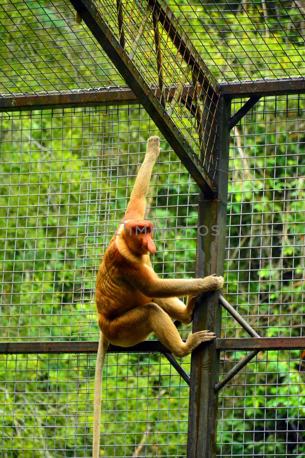 Proboscis monkey at Lok Kawi wildlife park