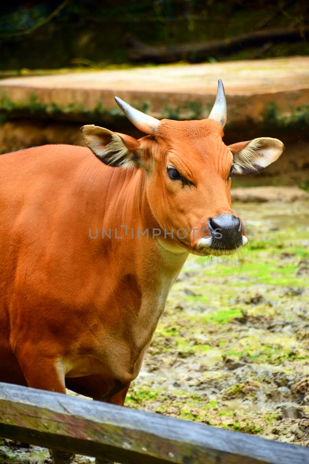 Banteng also known as Tembadau, is a species of wild cattle found in Southeast Asia at Lok Kawi wildlife park