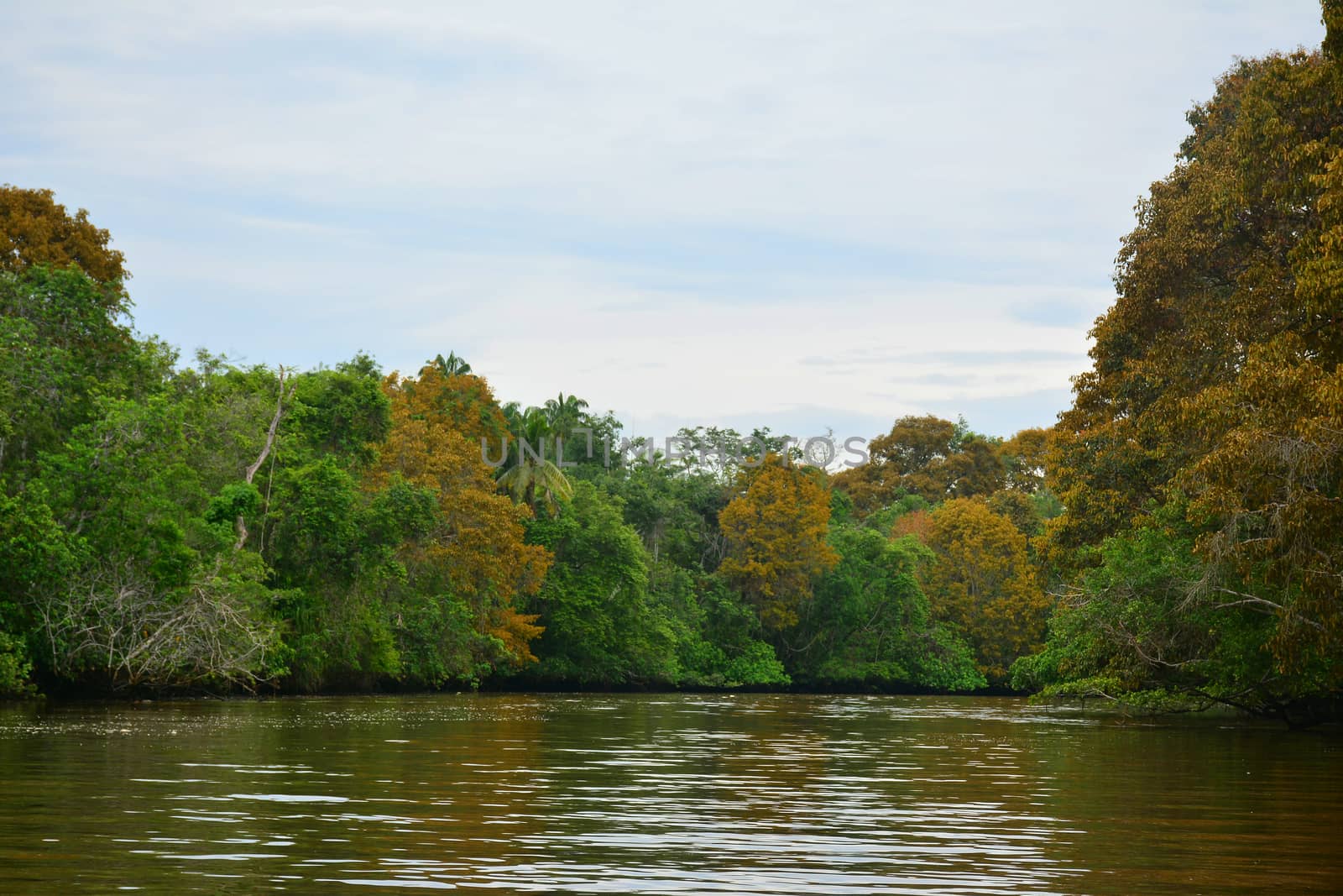 Klias river is a Mangrove Forest Reserve and a ecotourism destination wherein you can see proboscis monkey in the trees.