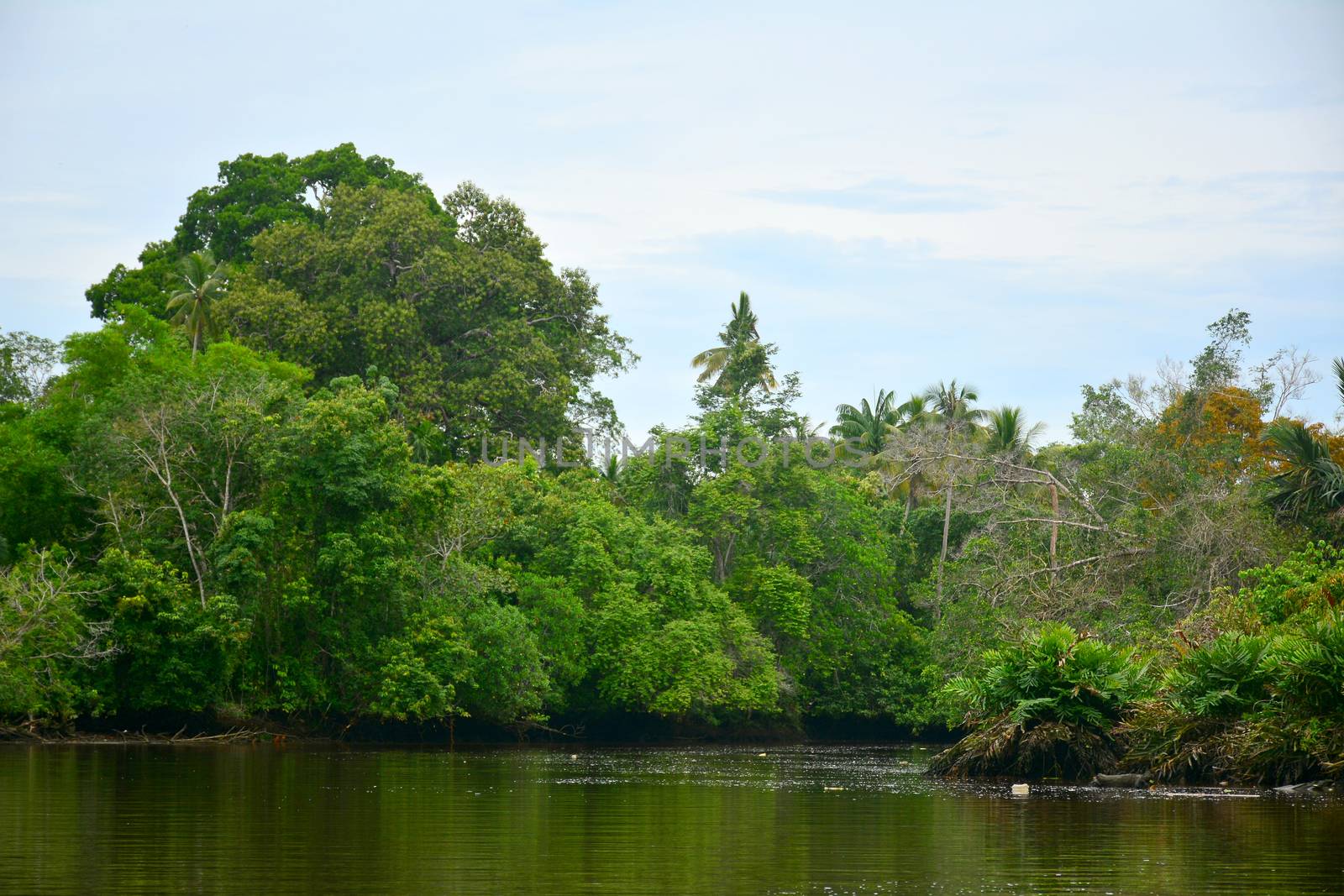 Klias river is a Mangrove Forest Reserve and a ecotourism destination wherein you can see proboscis monkey in the trees.