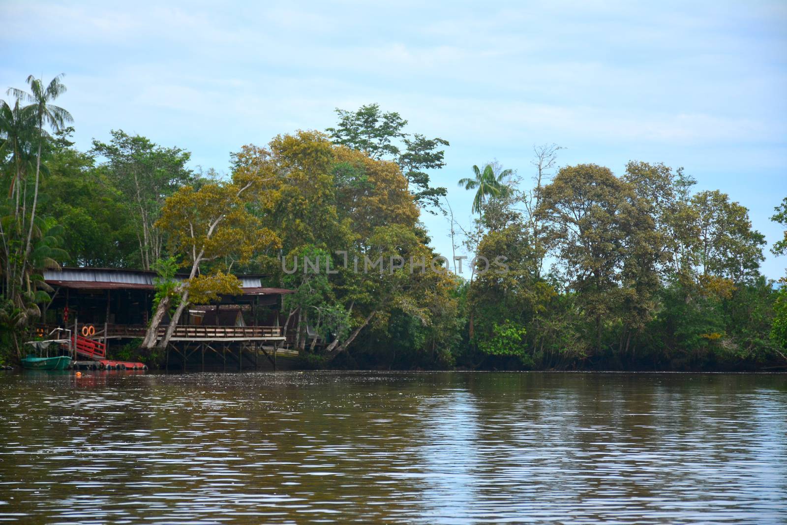 KOTA KINABALU, MY - JUNE 20: Klias River on June 20, 2016 in Malaysia. Klias river is a Mangrove Forest Reserve and a ecotourism destination wherein you can see proboscis monkey in the trees.