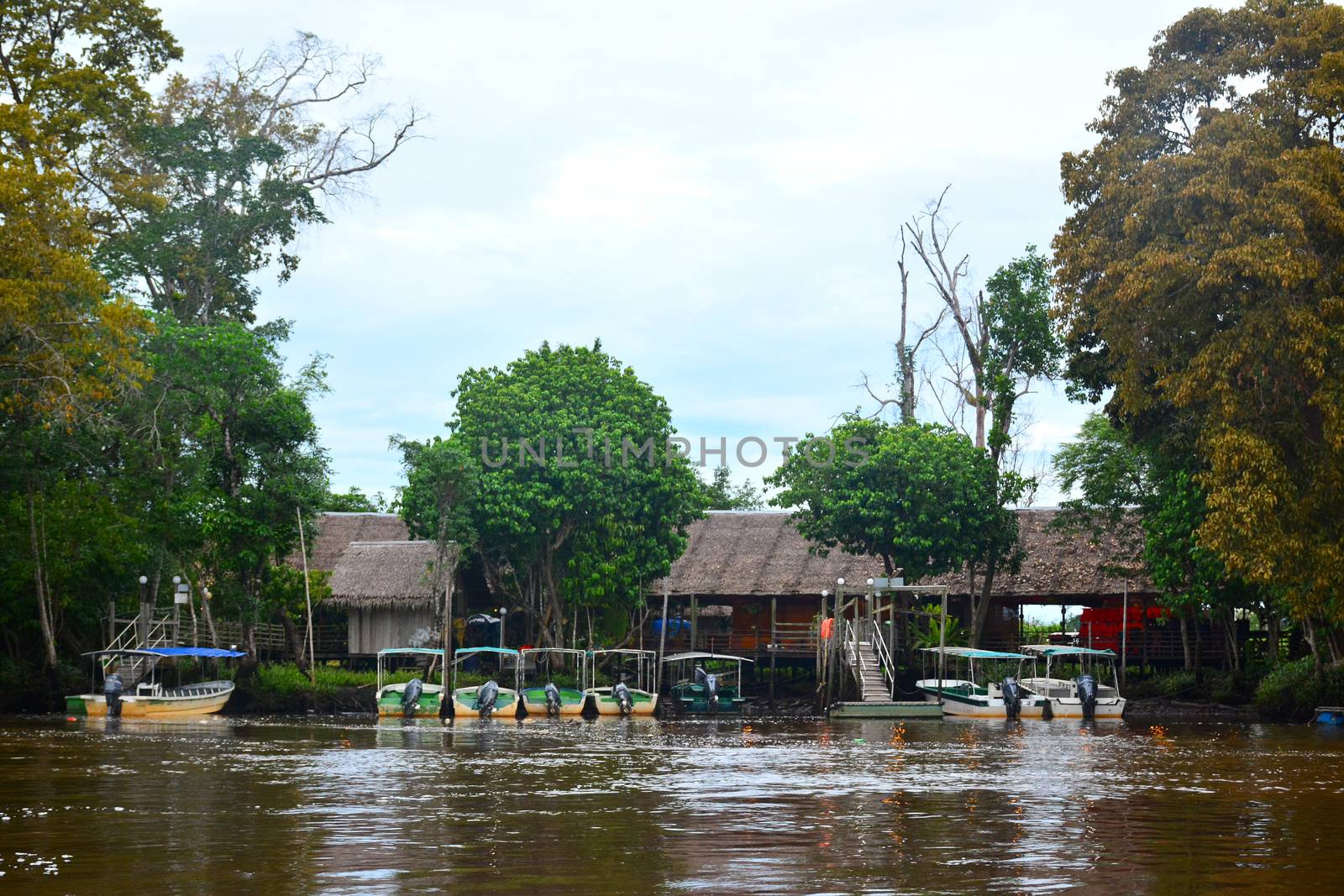 KOTA KINABALU, MY - JUNE 20: Klias River on June 20, 2016 in Malaysia. Klias river is a Mangrove Forest Reserve and a ecotourism destination wherein you can see proboscis monkey in the trees.