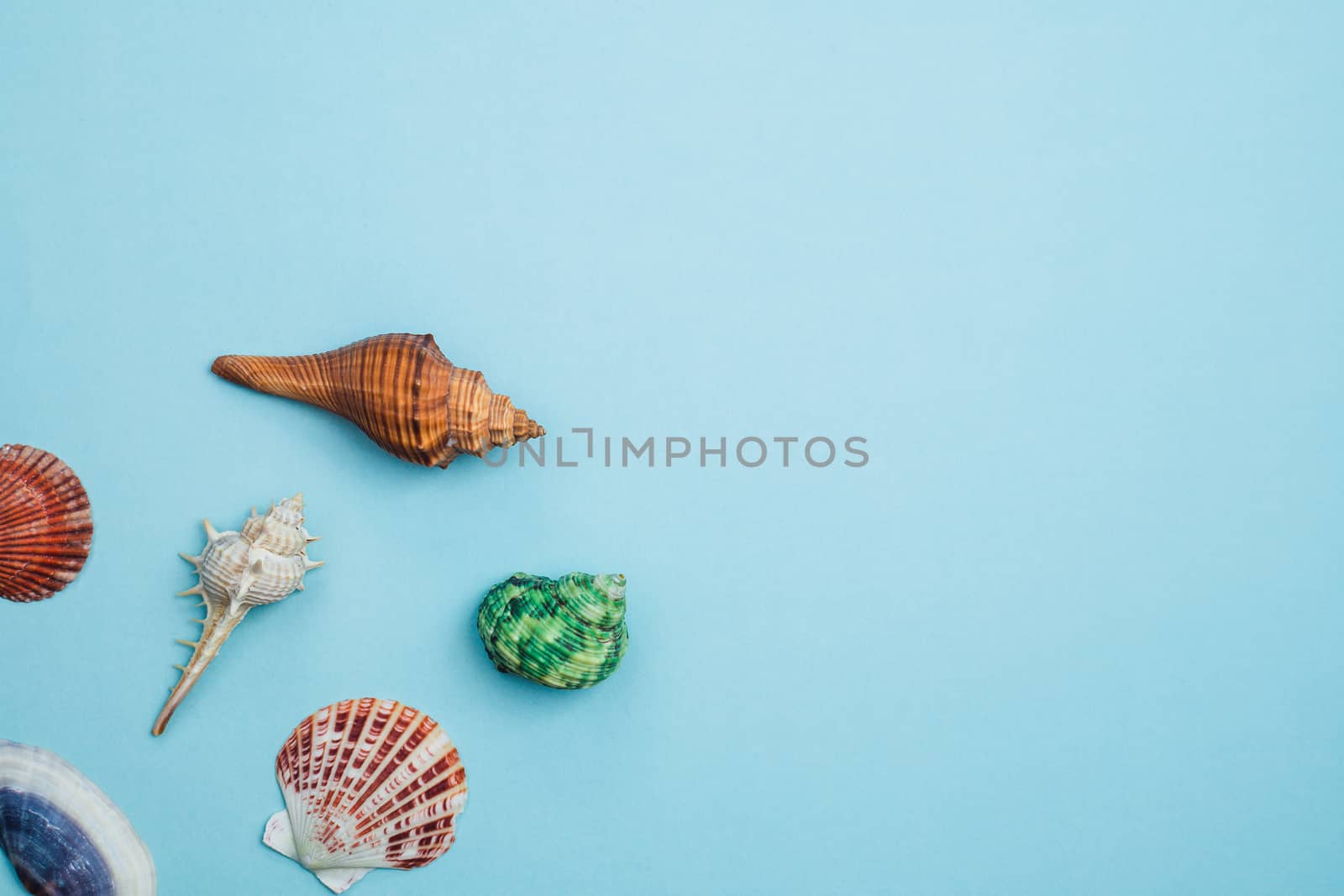 Sea shells on blue background for decoration and travelling concept