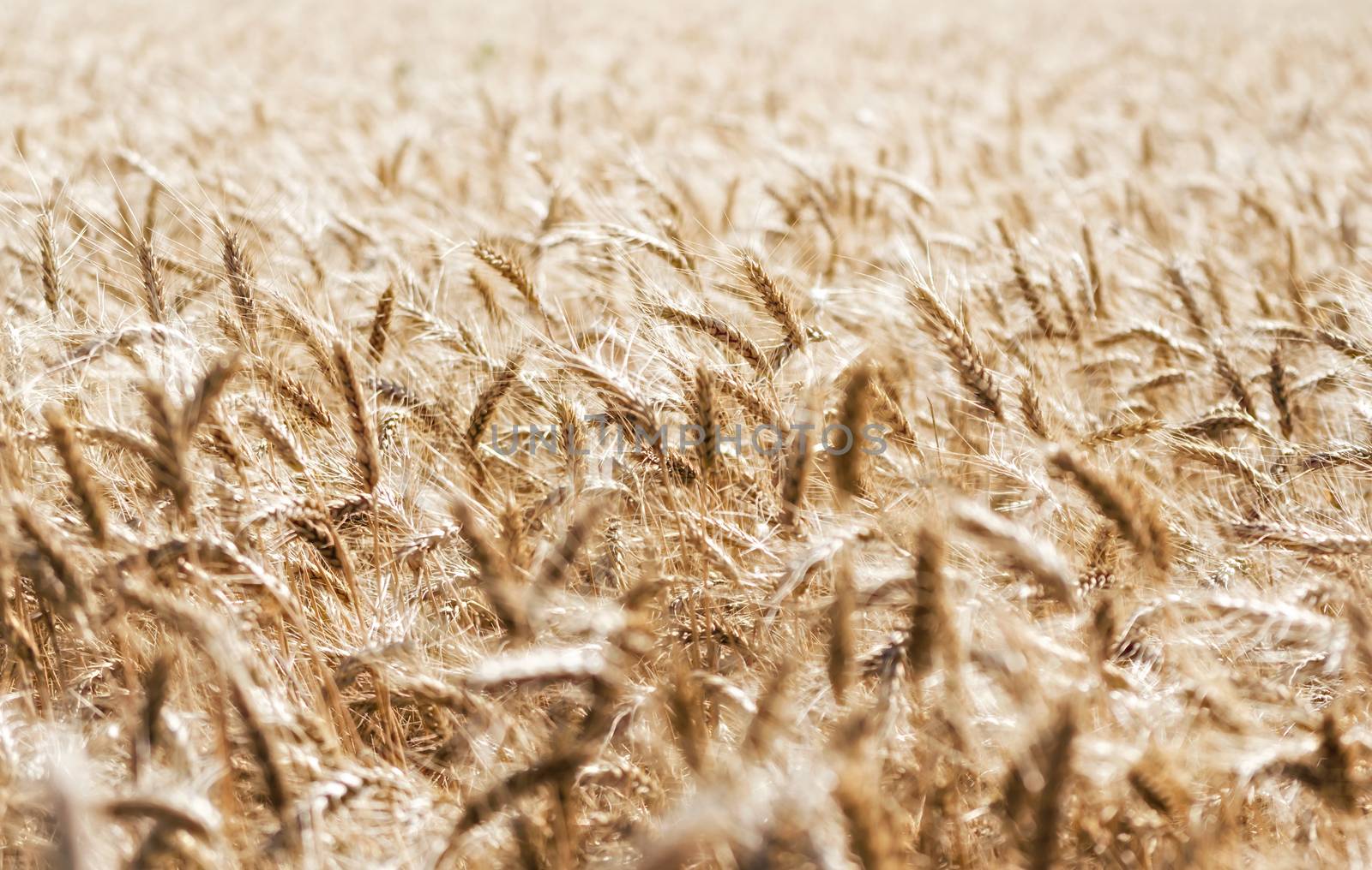 spikelets of wheat on the field close up by Gera8th