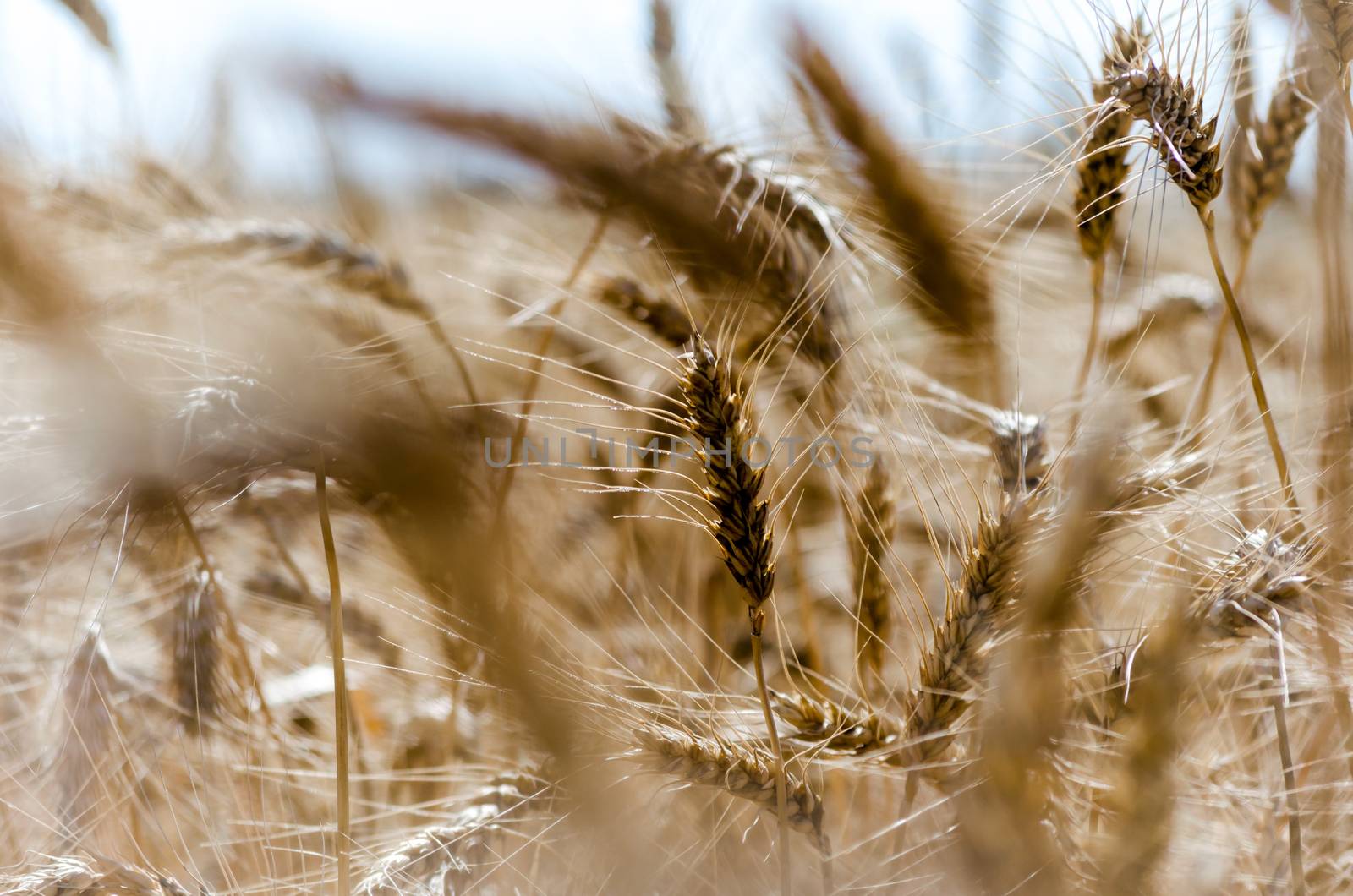 spikelets of wheat on the field close up by Gera8th