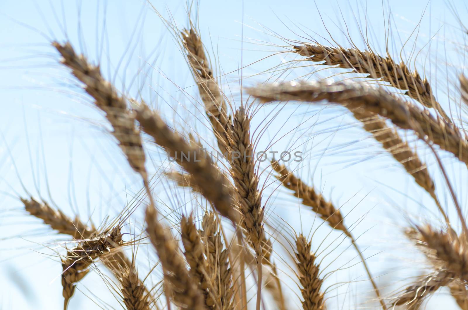 spikelets of wheat on the field closeup farm background