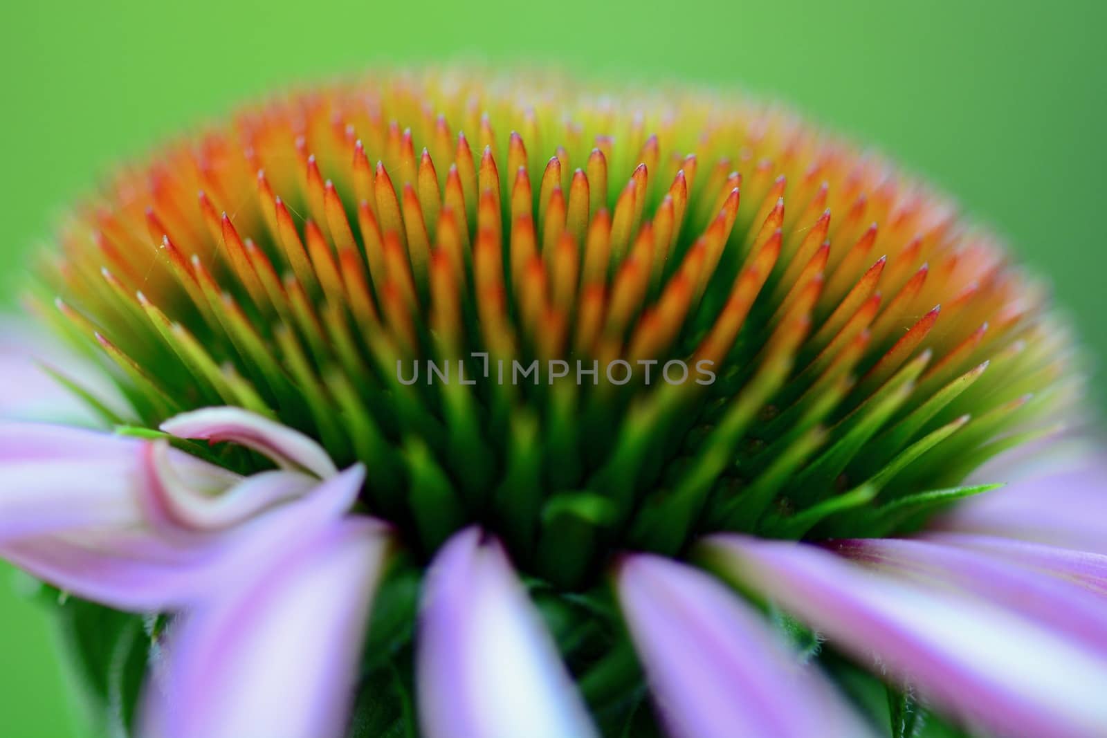 Close up of echinacea flower (Coneflower, daisy family). The common name "cone flower" comes from the characteristic center "cone" at the center of the flower head. by Marshalkina