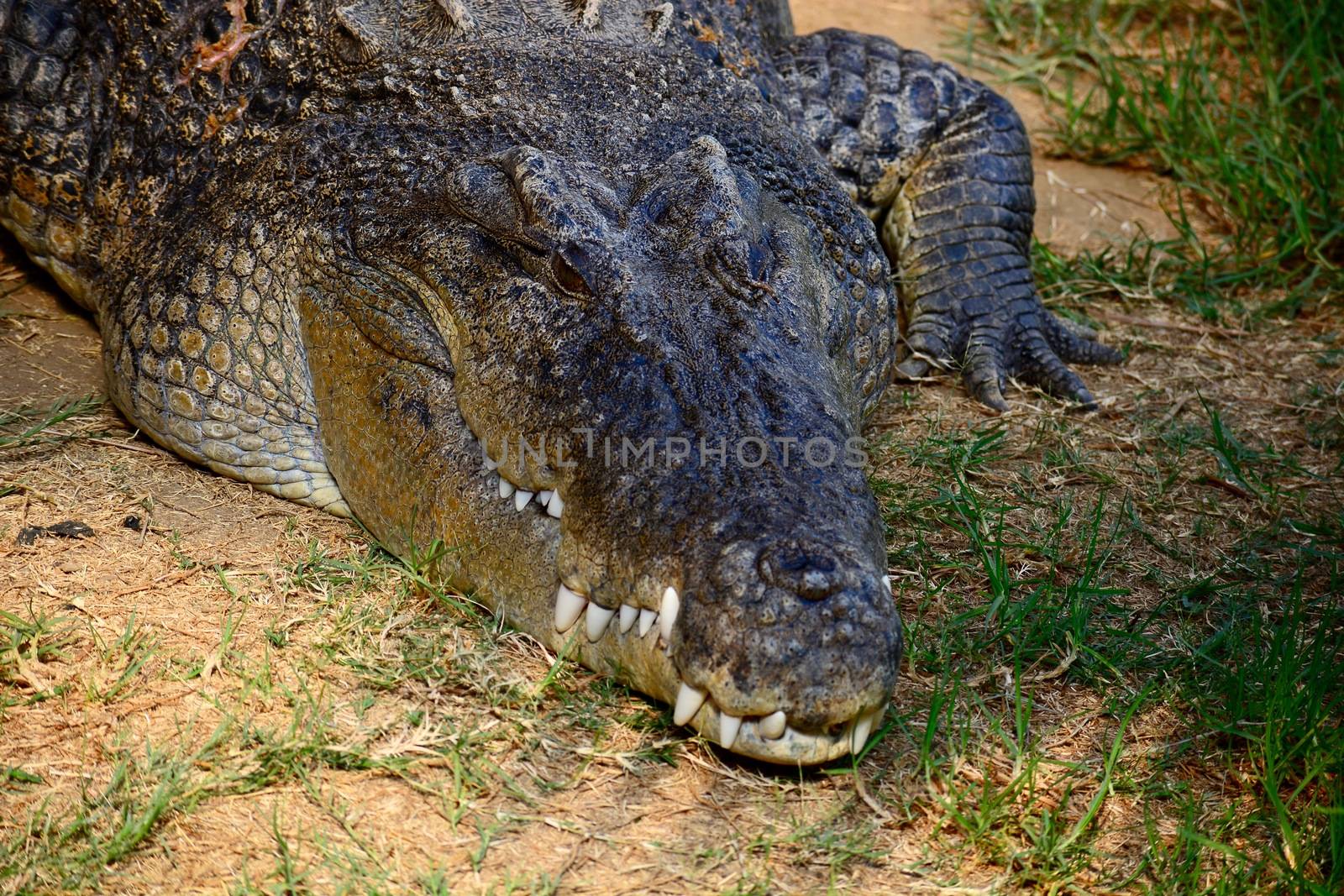 American alligator (Alligator mississippiensis), sometimes referred to colloquially as a gator or common alligator, is a large crocodilian reptile endemic to the Southeastern United States.  by Marshalkina