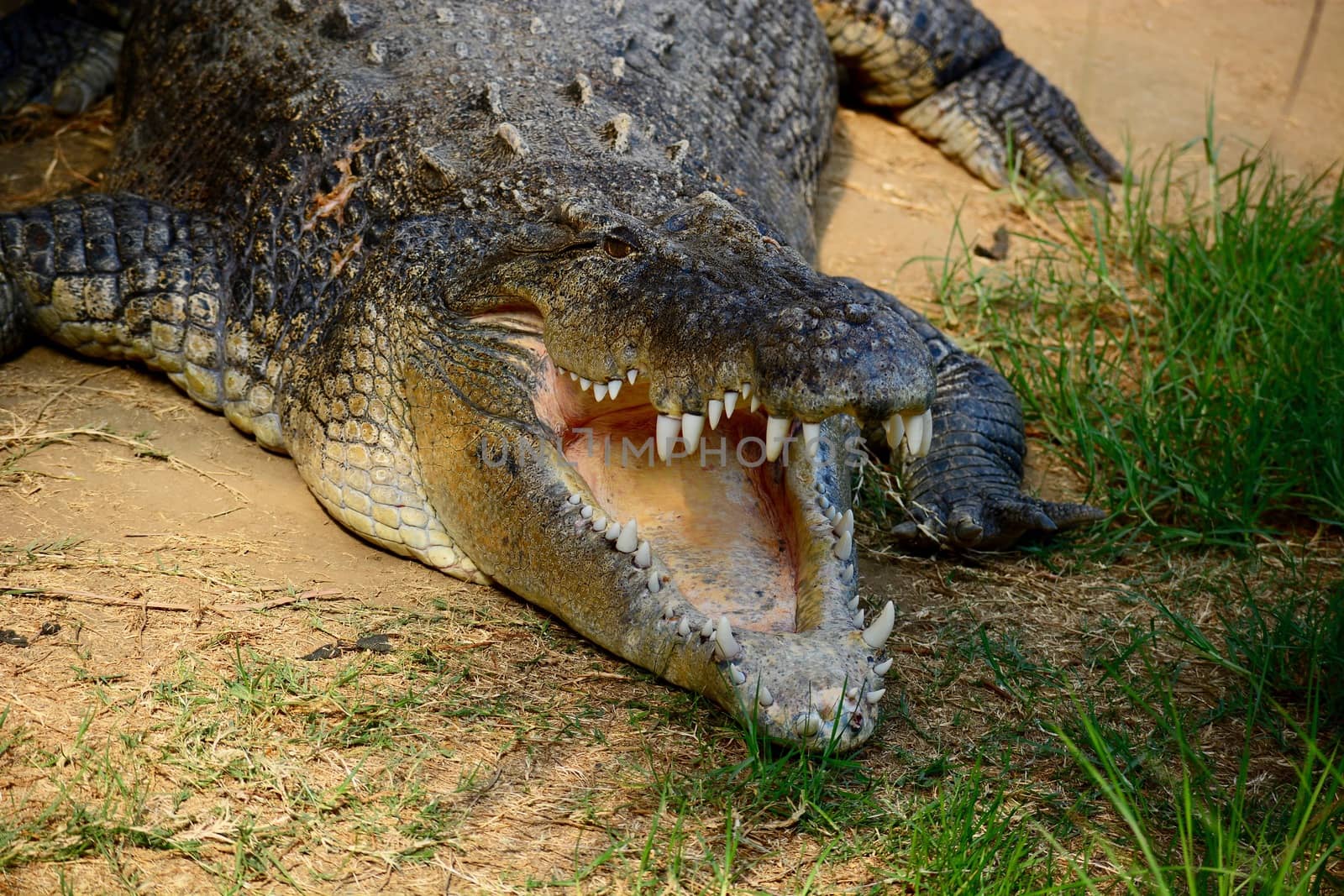 American alligator (Alligator mississippiensis), sometimes referred to colloquially as a gator or common alligator, is a large crocodilian reptile endemic to the Southeastern United States.  by Marshalkina