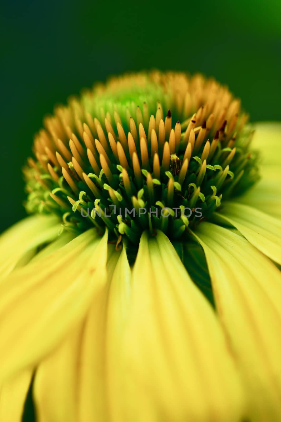 Close up of echinacea flower (Coneflower, daisy family). The common name "cone flower" comes from the characteristic center "cone" at the center of the flower head. by Marshalkina