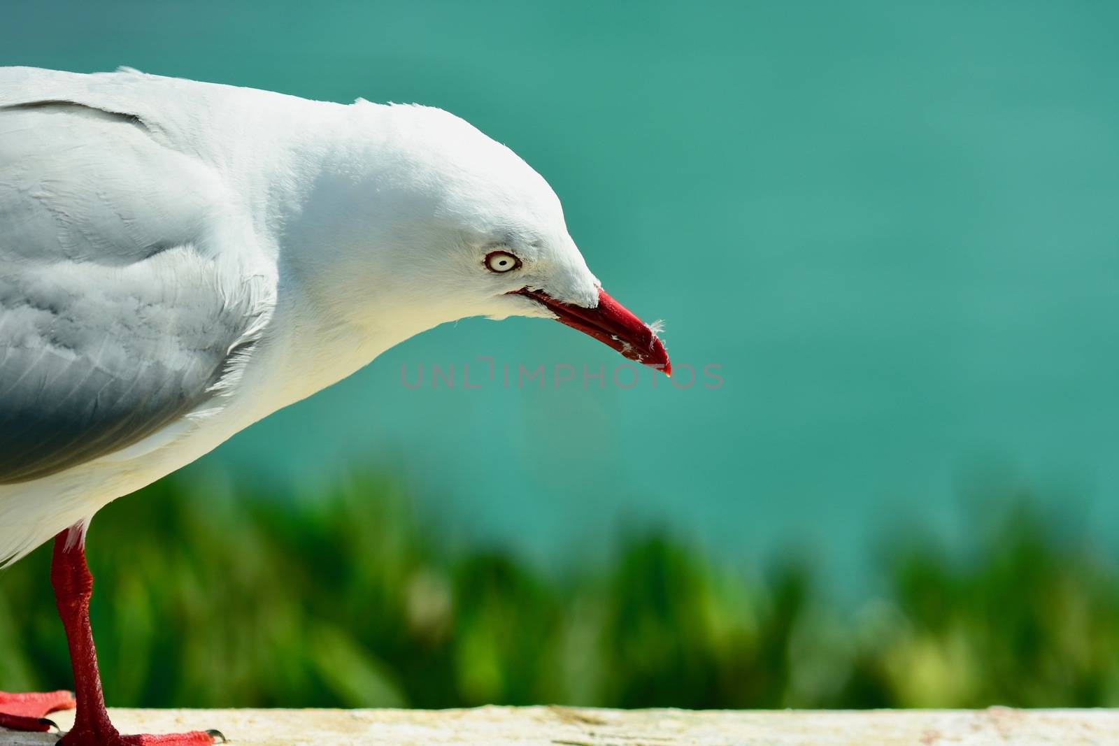 A close-up portrait of a red-beaked gull. This is the most common gulls of the shore, red-billed gulls are found all around the New Zealand coast. by Marshalkina