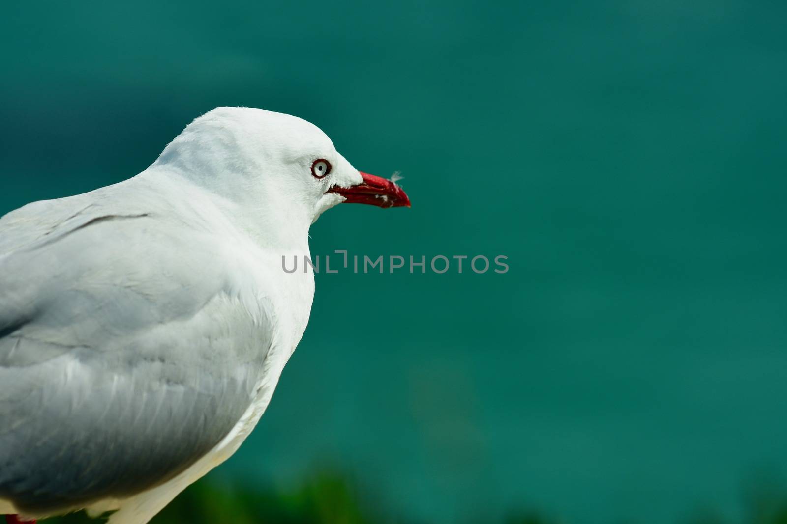 A close-up portrait of a red-beaked gull. This is the most common gulls of the shore, red-billed gulls are found all around the New Zealand coast. by Marshalkina