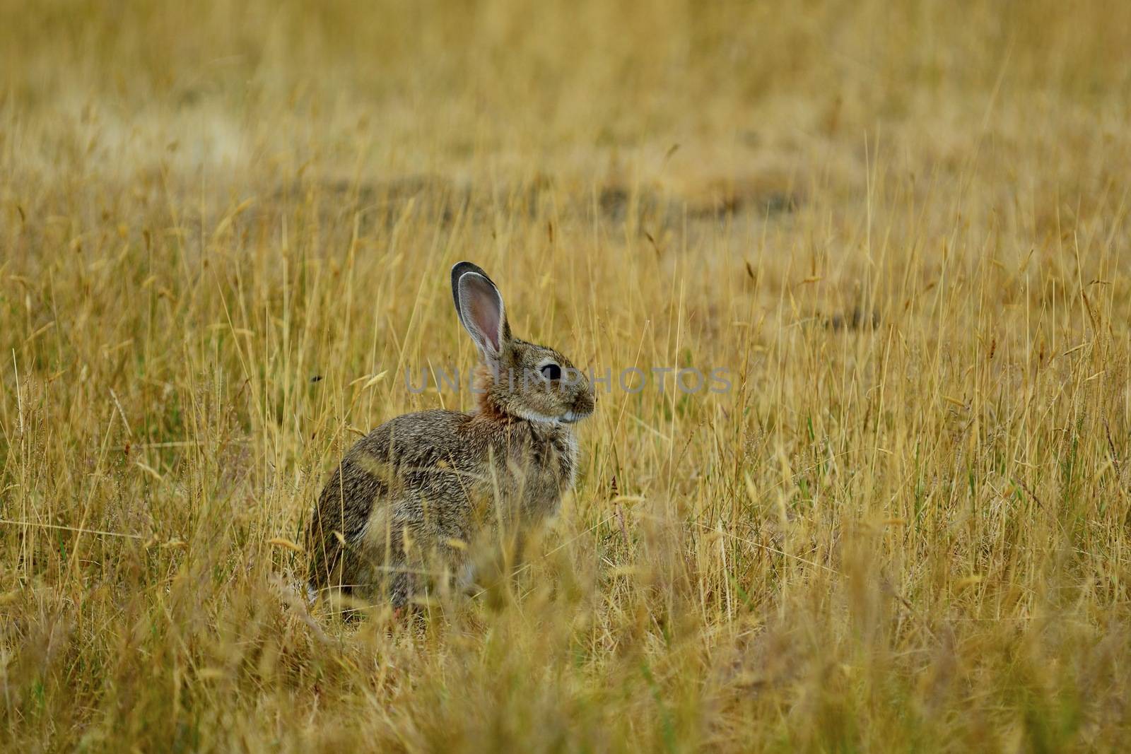 Hare  (Leporidae family) in natural environment. They are similar in size and form to rabbits and have similar herbivorous diets, but generally have longer ears and live solitarily or in pairs. by Marshalkina