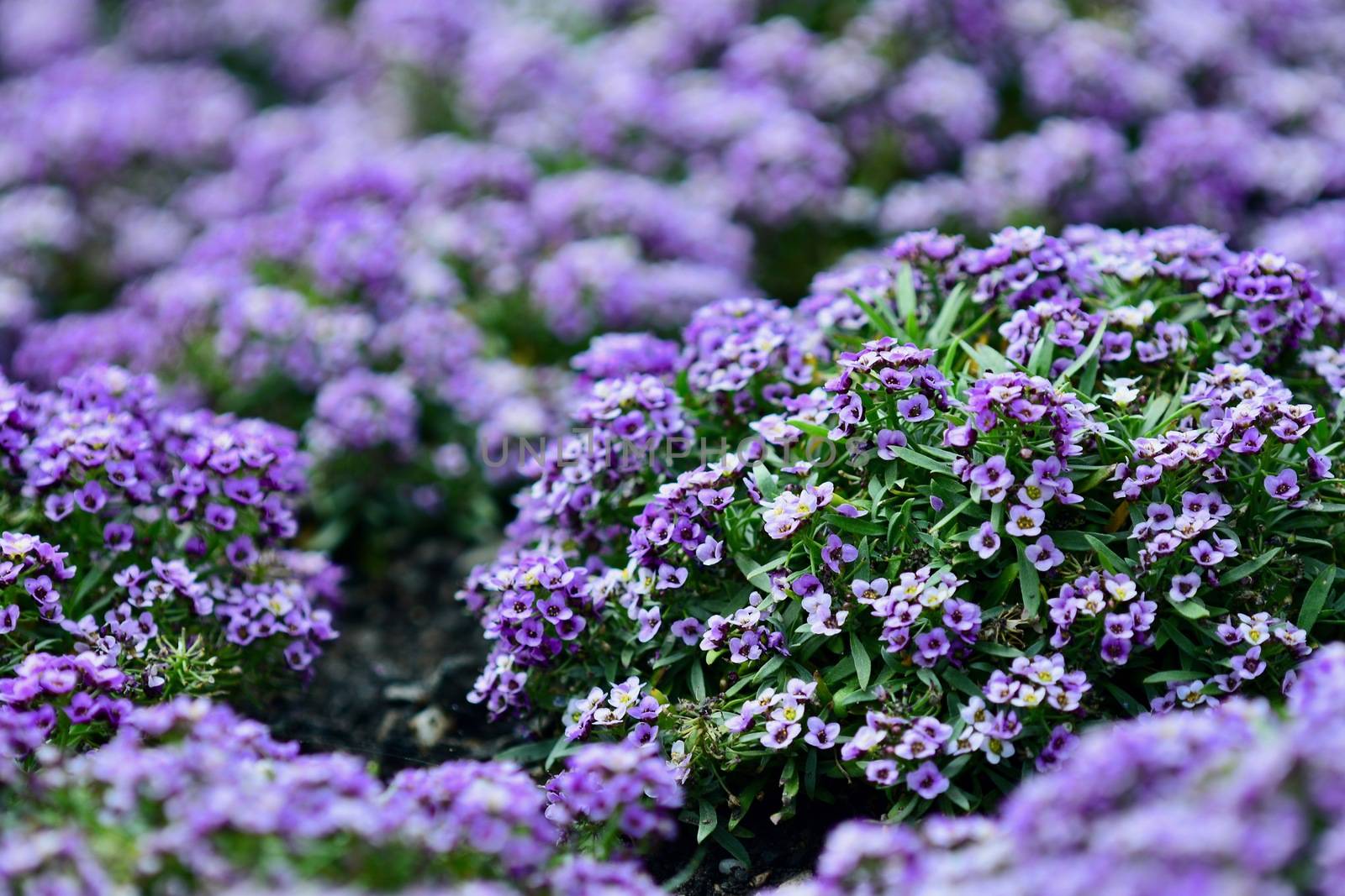 close-up photo of a flower; beautiful flowers, being close to nature, bringing nature close to you