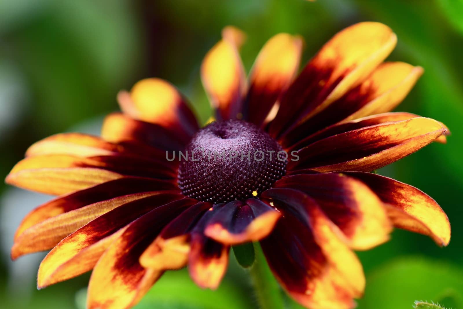 Close up of a Black-eyed Susan flower (Rudbeckia hirta). Selective focus, shallow depth of field. by Marshalkina