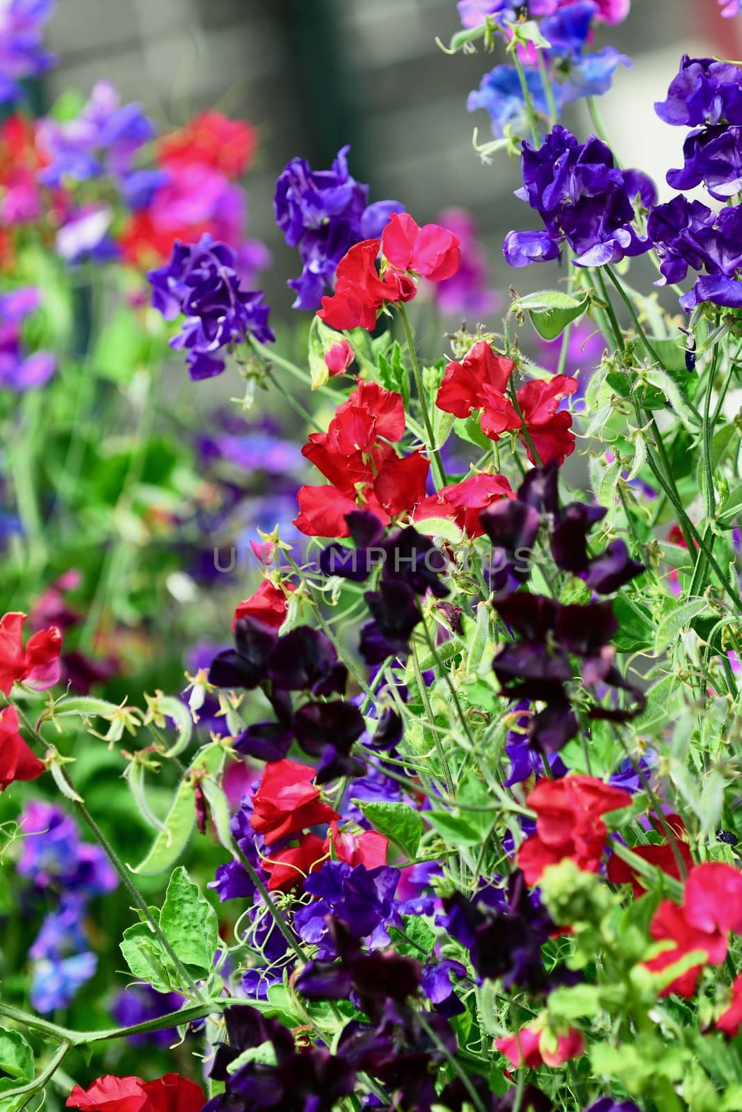 Close-up photo of flowering sweet pea (Lathyrus odoratus), bright multi-coloured flowers by Marshalkina