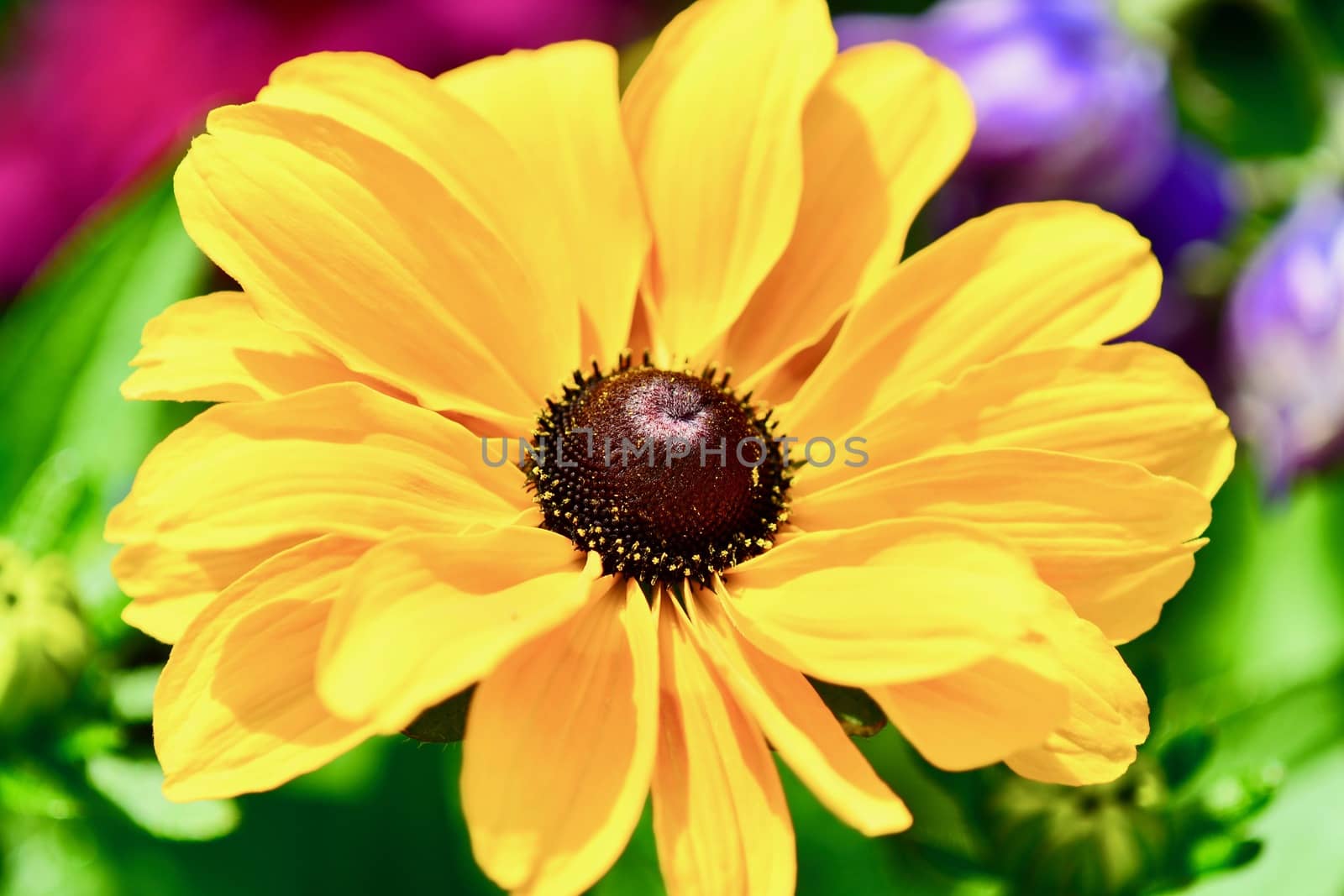 Close up of a Black-eyed Susan flower (Rudbeckia hirta). Selective focus, shallow depth of field. by Marshalkina