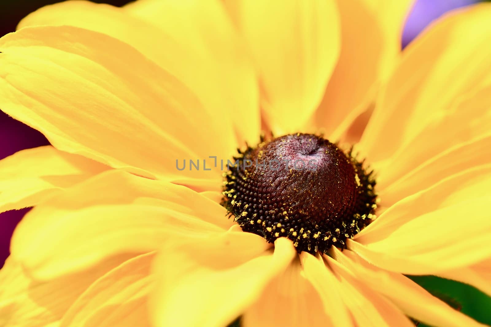 Close up of a Black-eyed Susan flower (Rudbeckia hirta). Selective focus, shallow depth of field. by Marshalkina