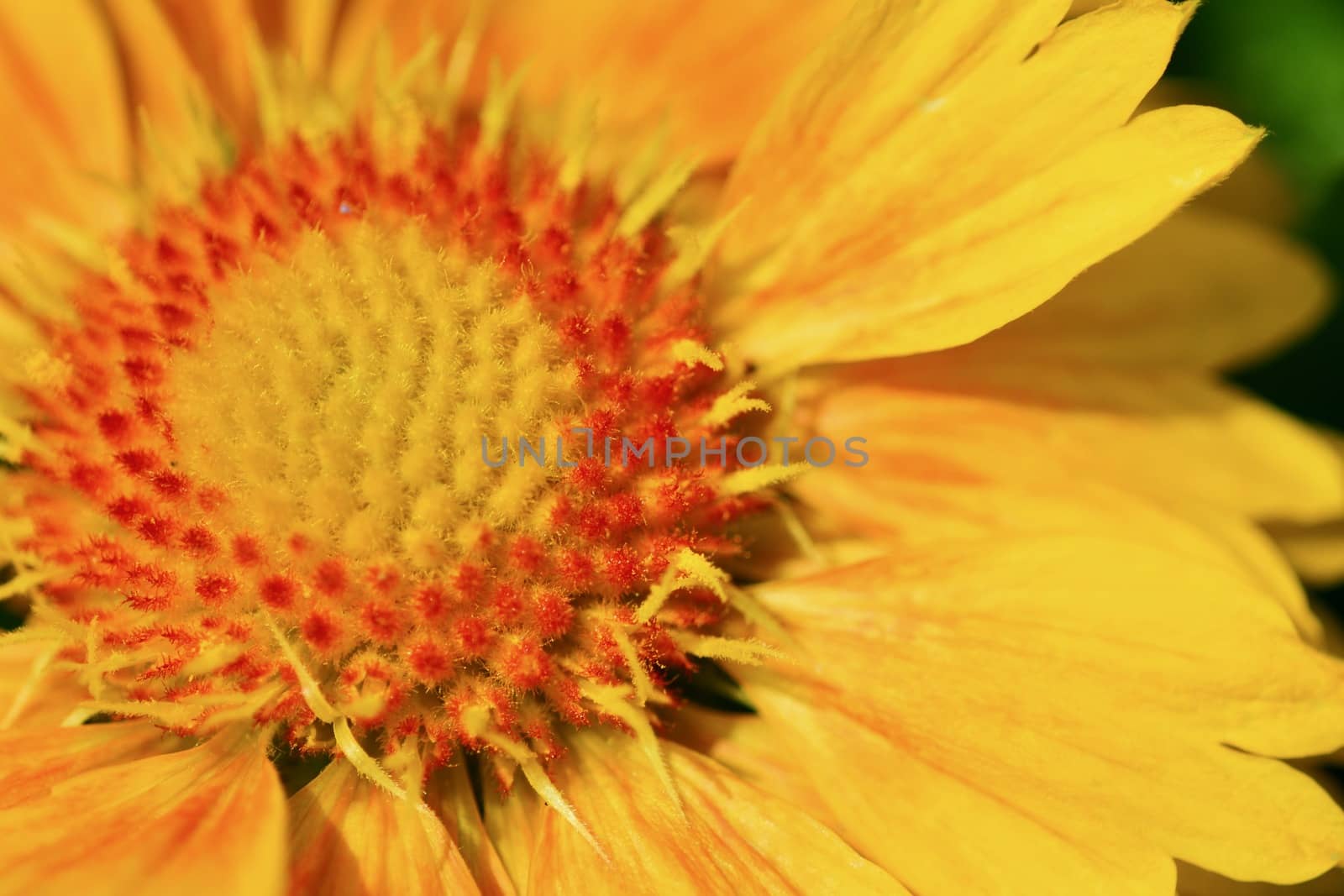 Macro; close-up; bright natural colours; softly defocused background; flowering Gaillardia, common name blanket flower