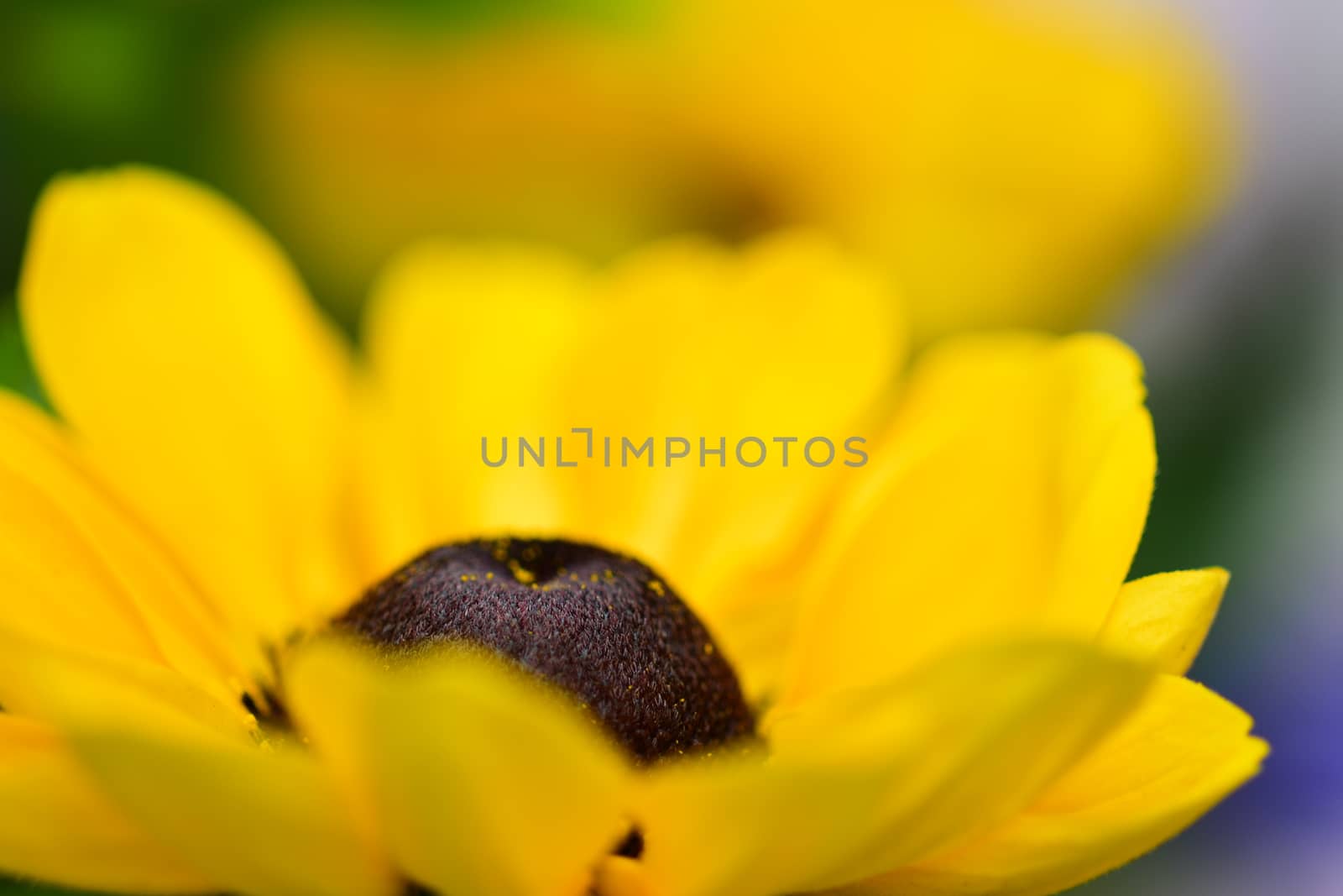 Close up of a Black-eyed Susan flower (Rudbeckia hirta). Selective focus, shallow depth of field. by Marshalkina