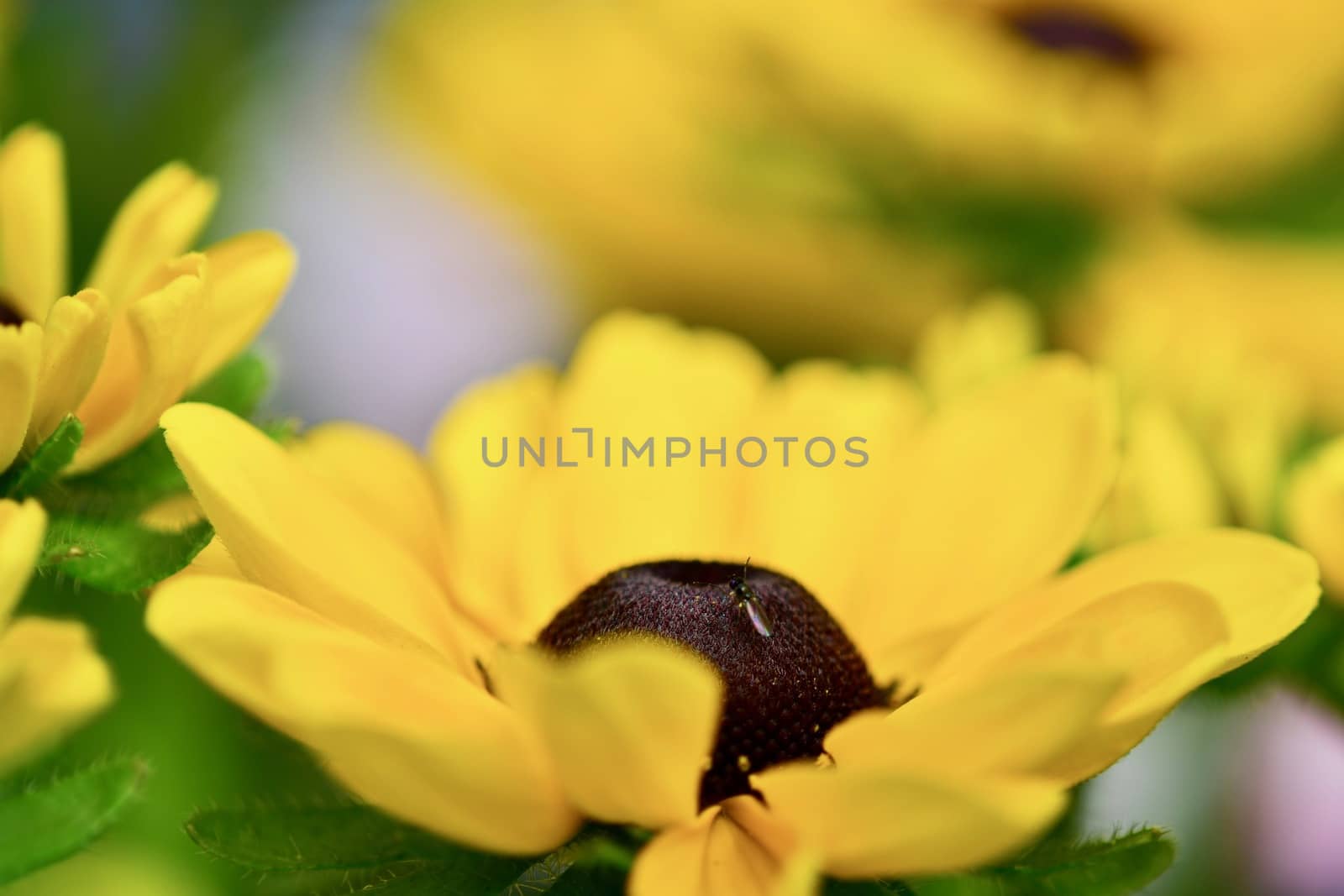 Black-eyed Susan is a tried-and-true favorite of the perennial garden, well-loved for its deep, butterscotch-yellow ray flowers