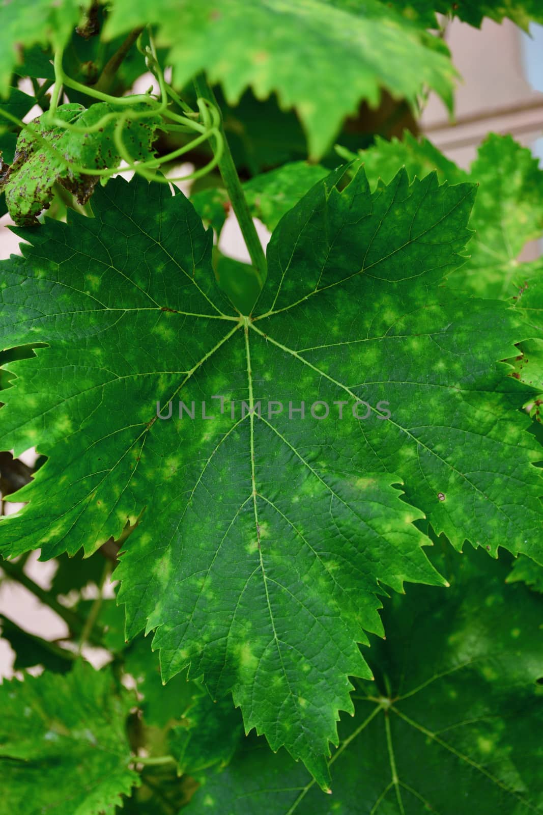 A close up of a grape leaf affected by Tobacco mosaic virus (TMV). The most notable symptom of this disease is the mosaic of dark and light green areas on foliage.  TMV is easily transmitted from plant to plant by mechanical means (e.g., worker's hands, cultivation, etc.) by Marshalkina