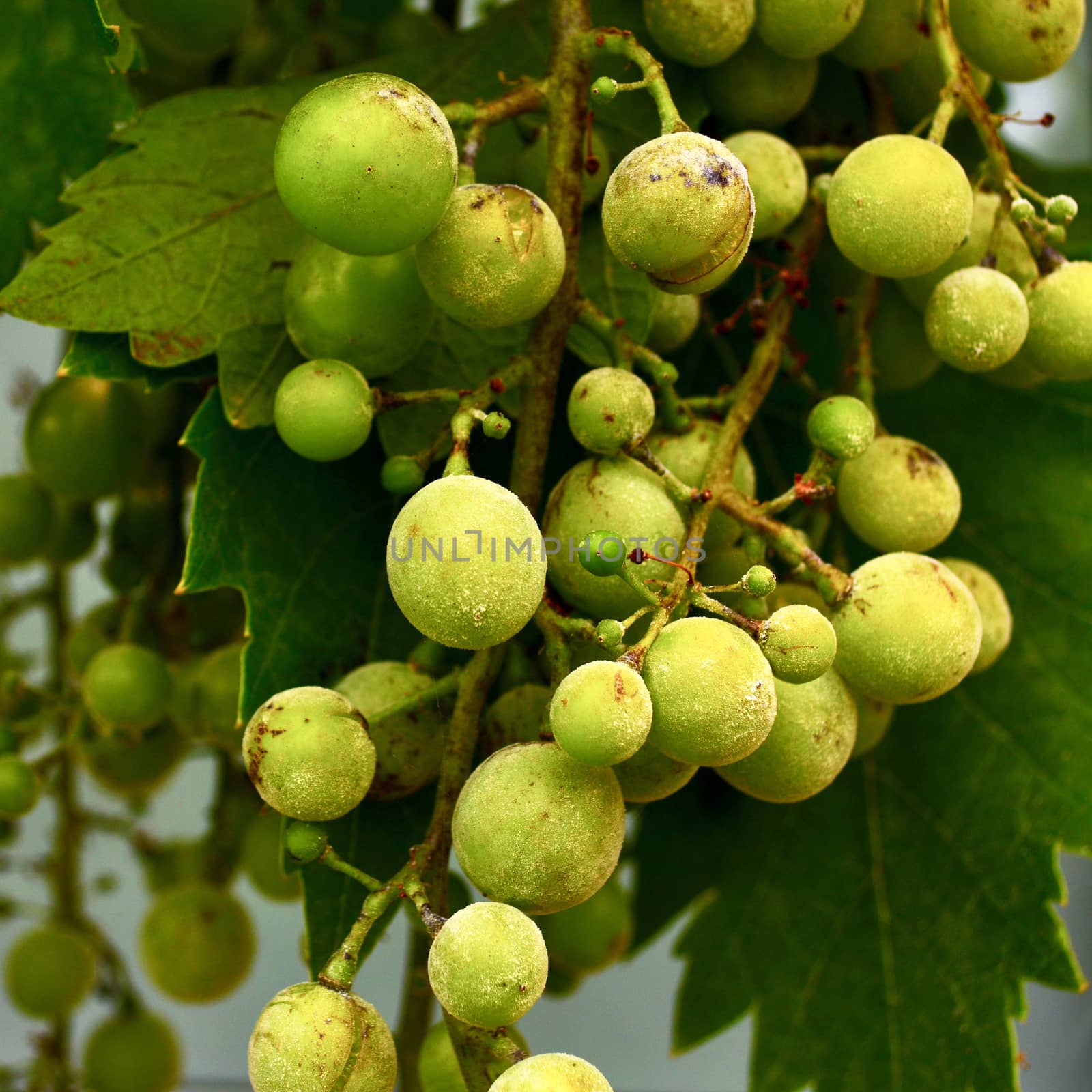 Close up of a grape bunch affected by powdery mildew. Grapevine powdery mildew is a perennial challenge grape growers face that can decimate crops if left unchecked, costing the industry hundreds of millions of dollars annually. by Marshalkina