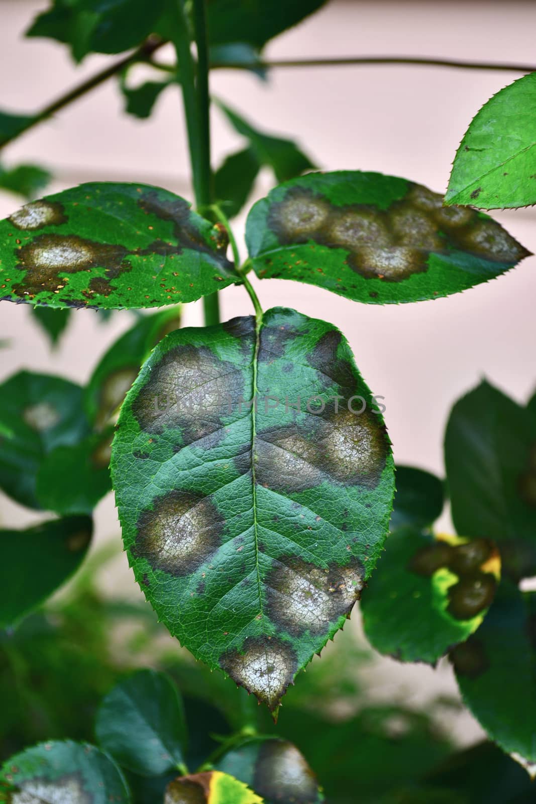A close up of a rose leaf affected by black spot disease. This is the most serious disease of roses caused by a fungus, Diplocarpon rosae, which infects the leaves and greatly reduces plant vigour. by Marshalkina