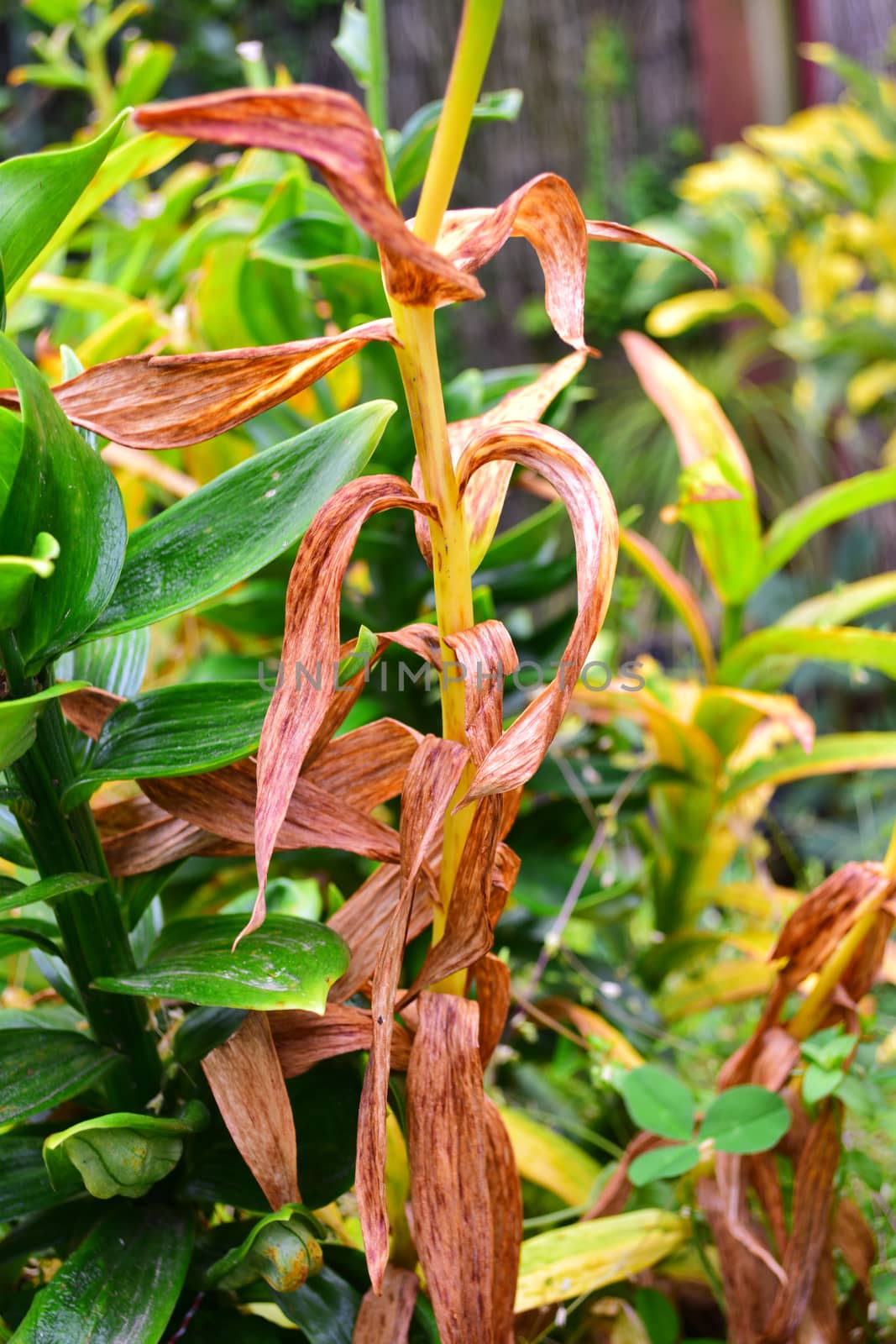 Close up of a lily plant stem affected by Botrytis. This is the most common lily plant disease affecting flowers, buds, leaves, and stems. by Marshalkina