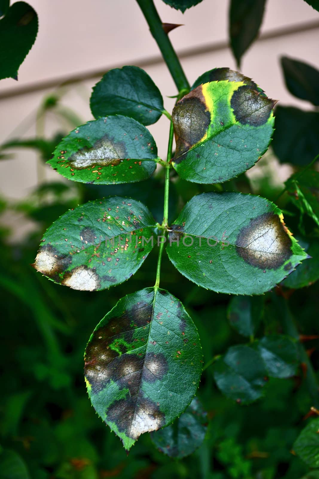 A close up of a rose leaf affected by black spot disease. This is the most serious disease of roses caused by a fungus, Diplocarpon rosae, which infects the leaves and greatly reduces plant vigour. by Marshalkina