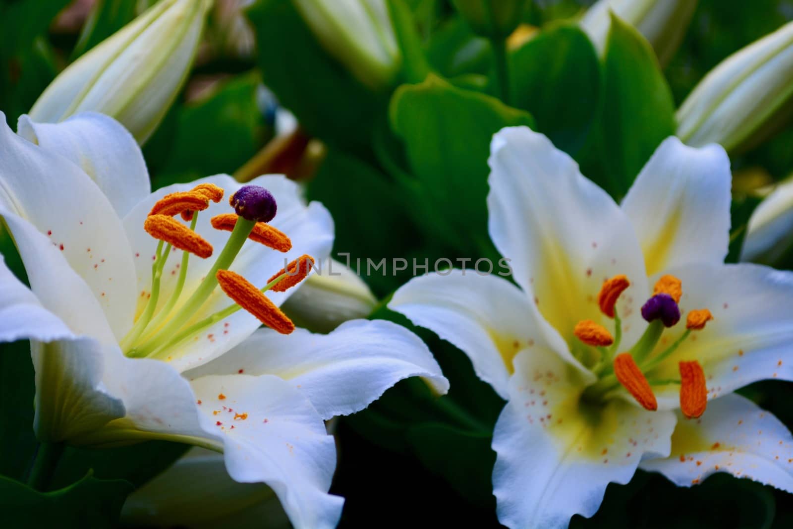 A close-up photo of a huge and beautiful oriental  Lily flower (Lilium candidum) by Marshalkina