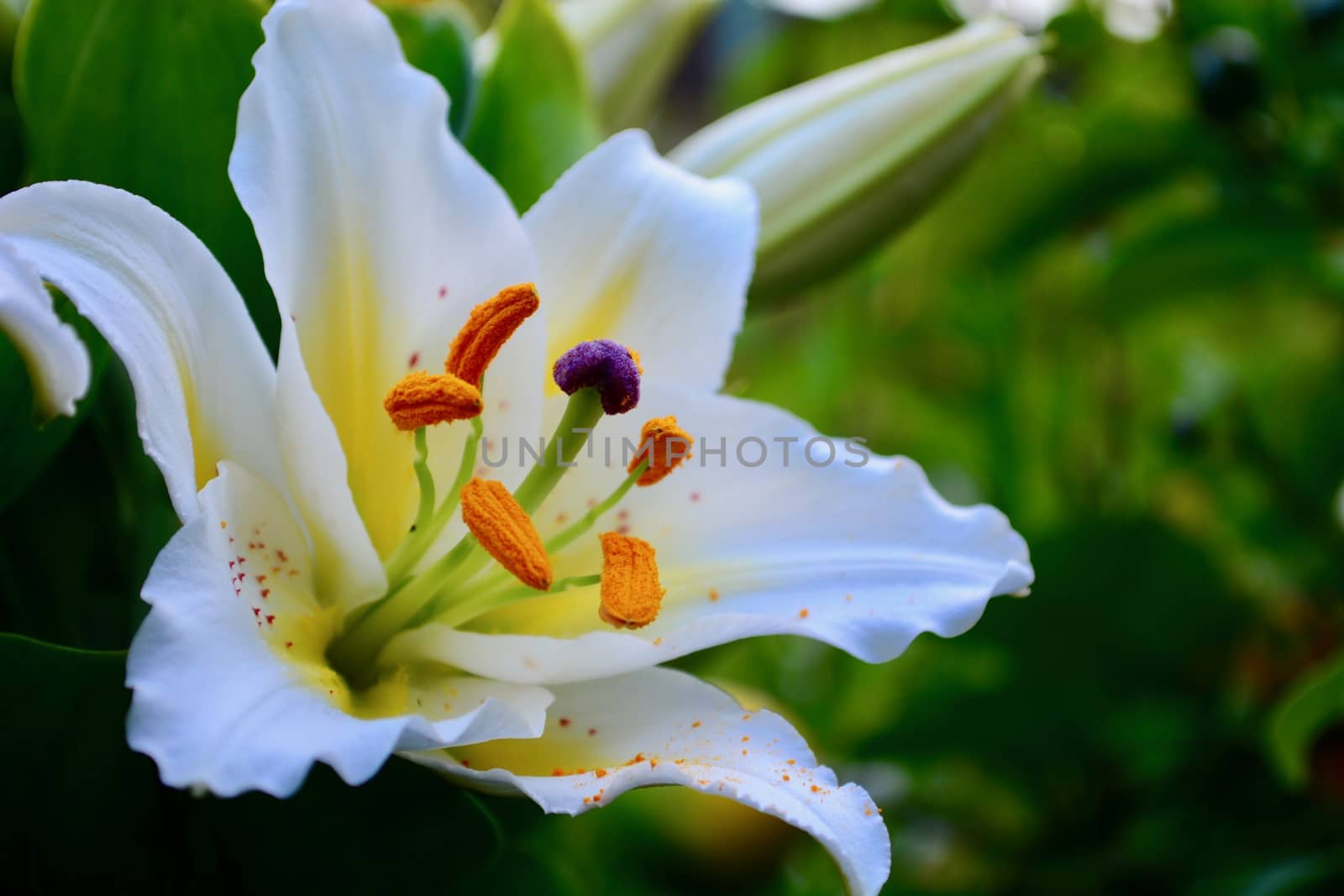 A close-up photo of a huge and beautiful oriental  Lily flower (Lilium candidum) by Marshalkina