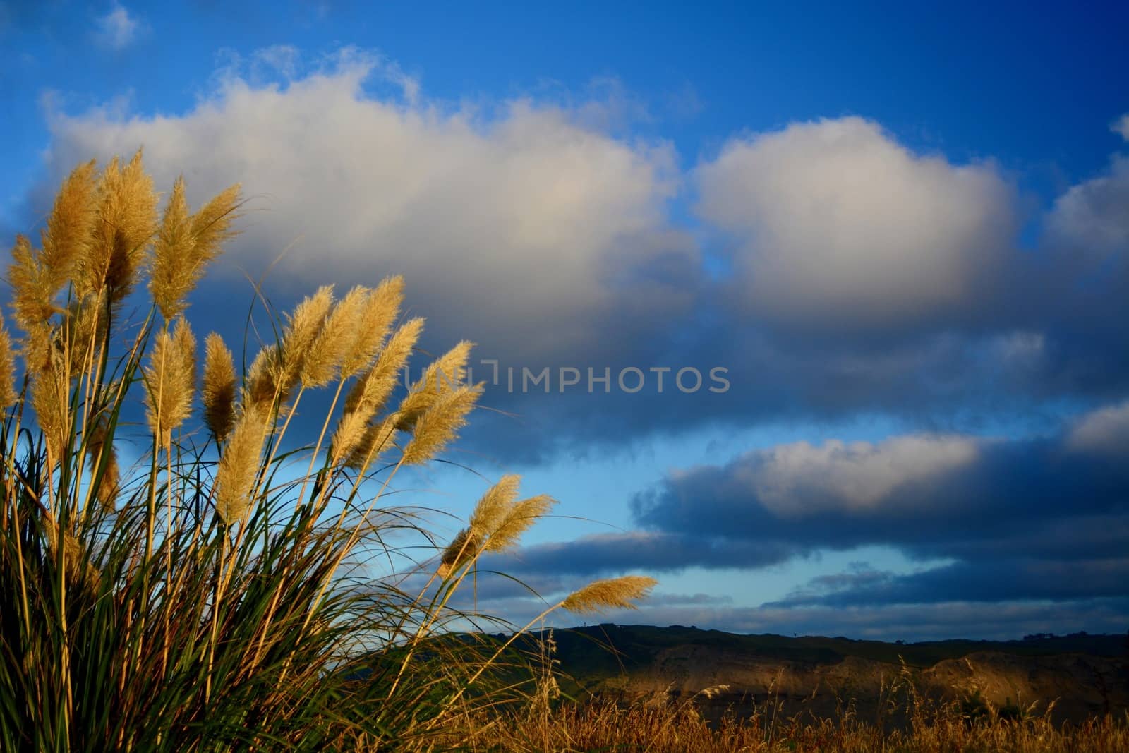 Tall golden grasses growing at the sea shore, against bright blue sky with interesting clouds formations and sea far away. by Marshalkina