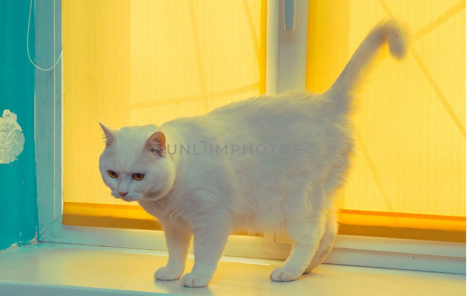 Great white cat in the yellow window